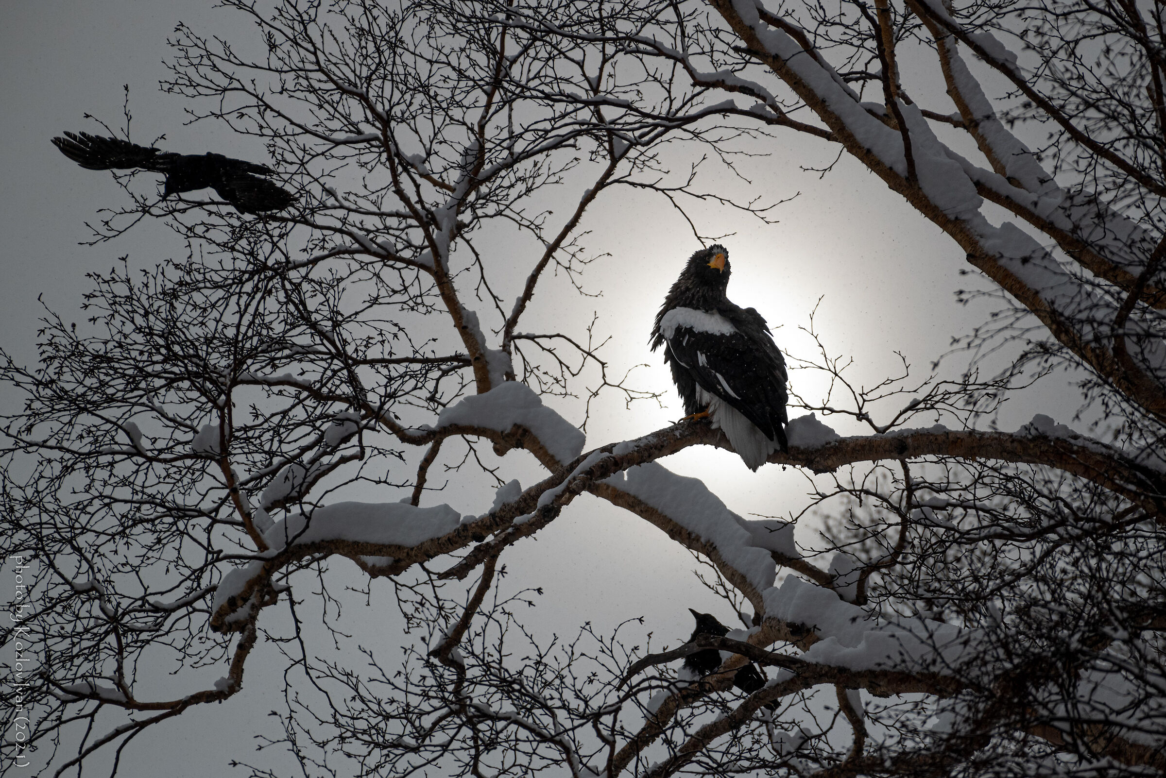 L'aquila di mare di Steller. Kamchatka. Russia