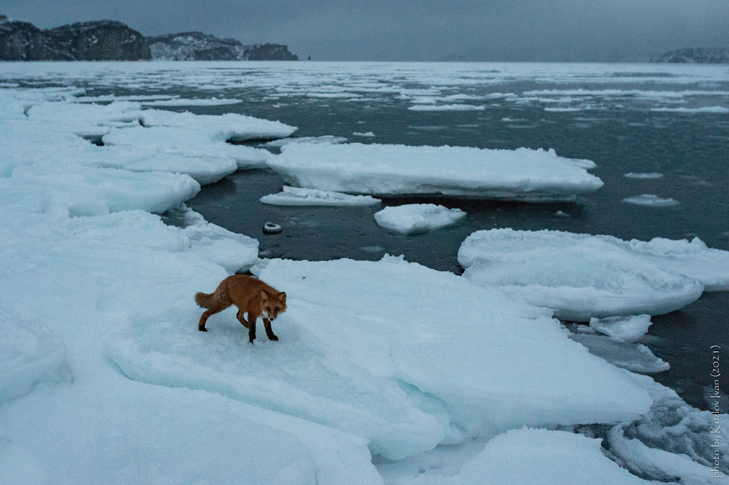 Volpe. Costa del Pacifico. Baia di Avachinsky.