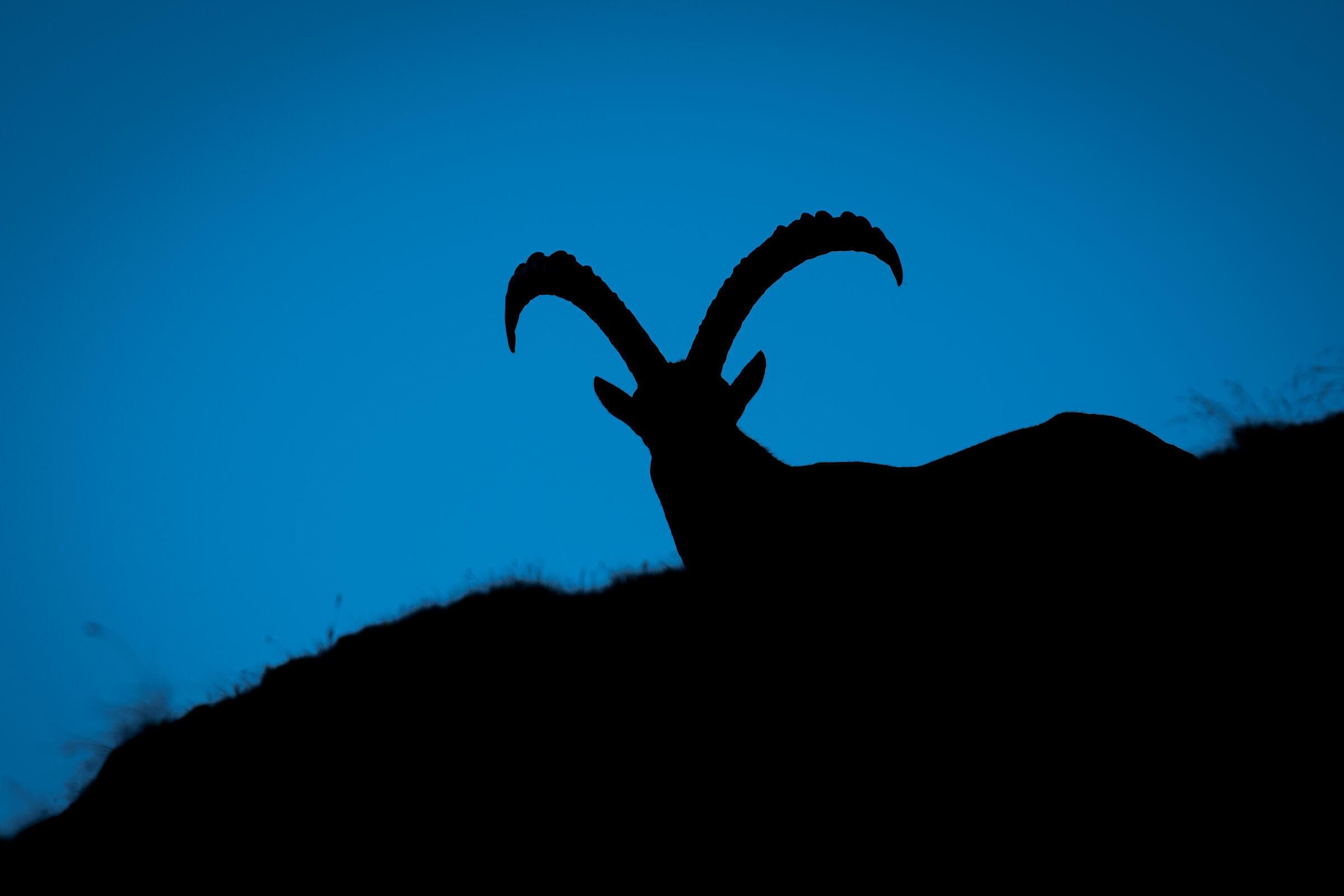 Silhouette serale (Stambecco)