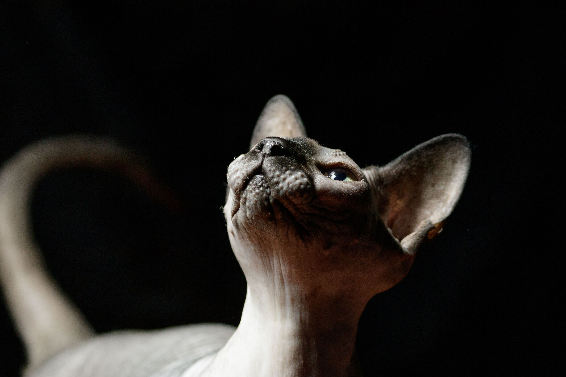 Sphynx