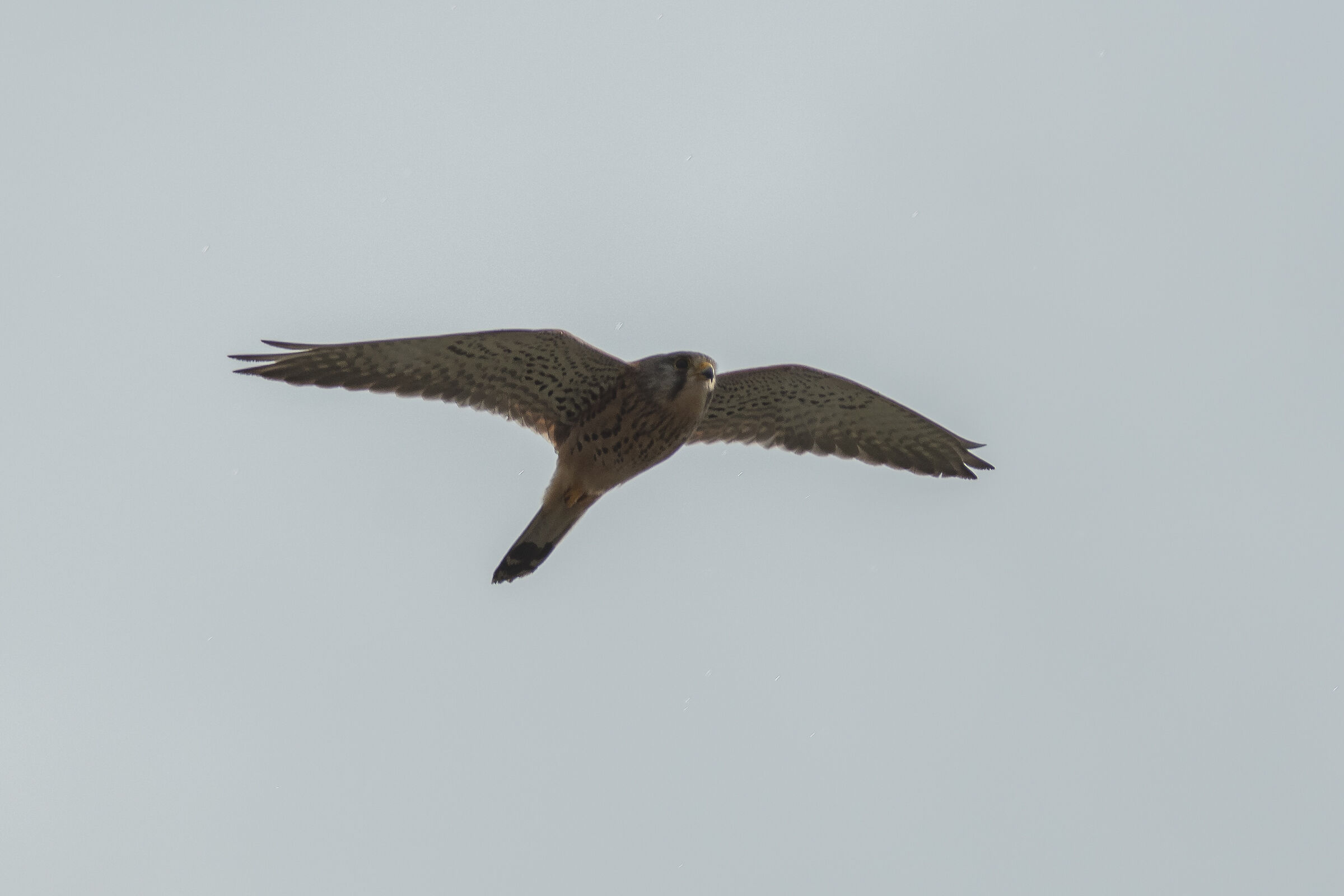 Kestrel