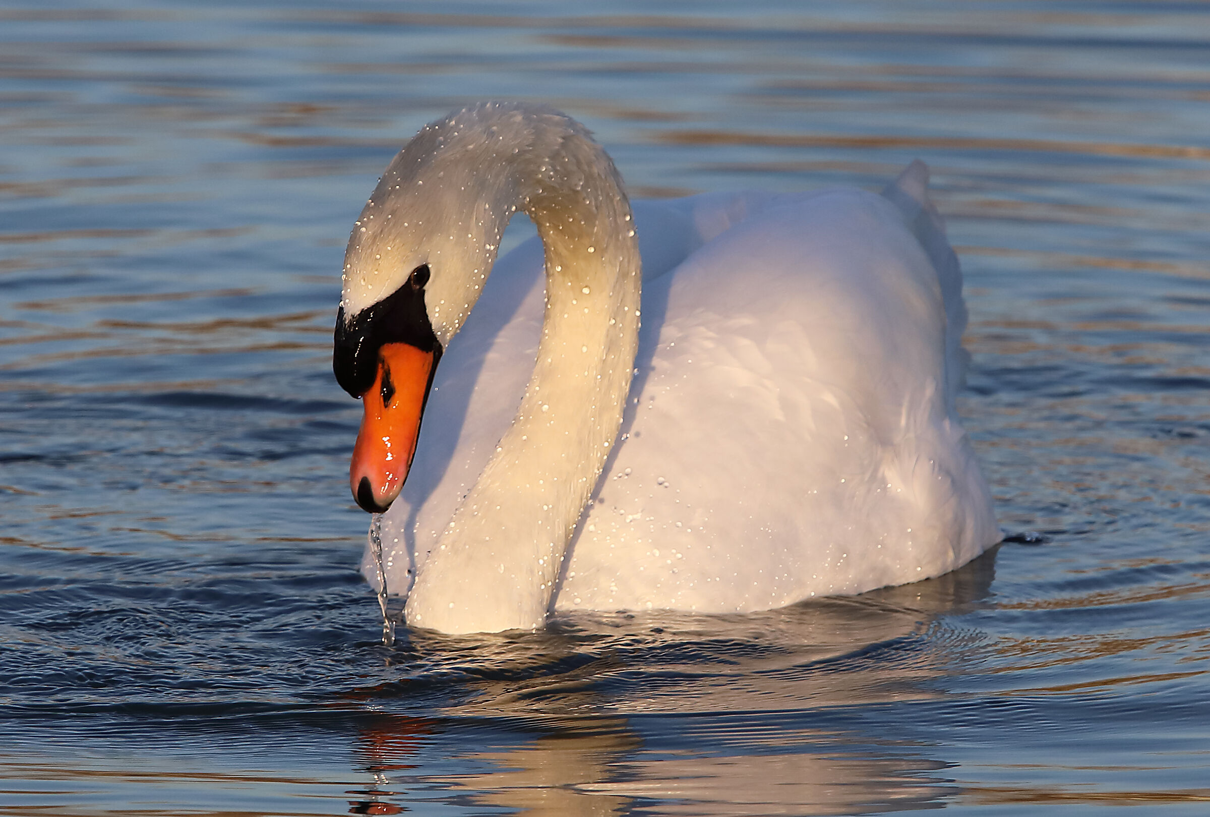 swan2