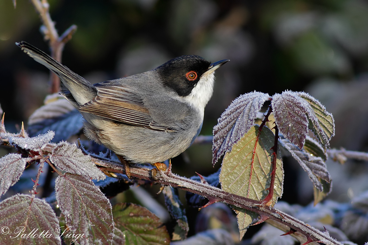 Warbler (Sylvia melanocephala)
