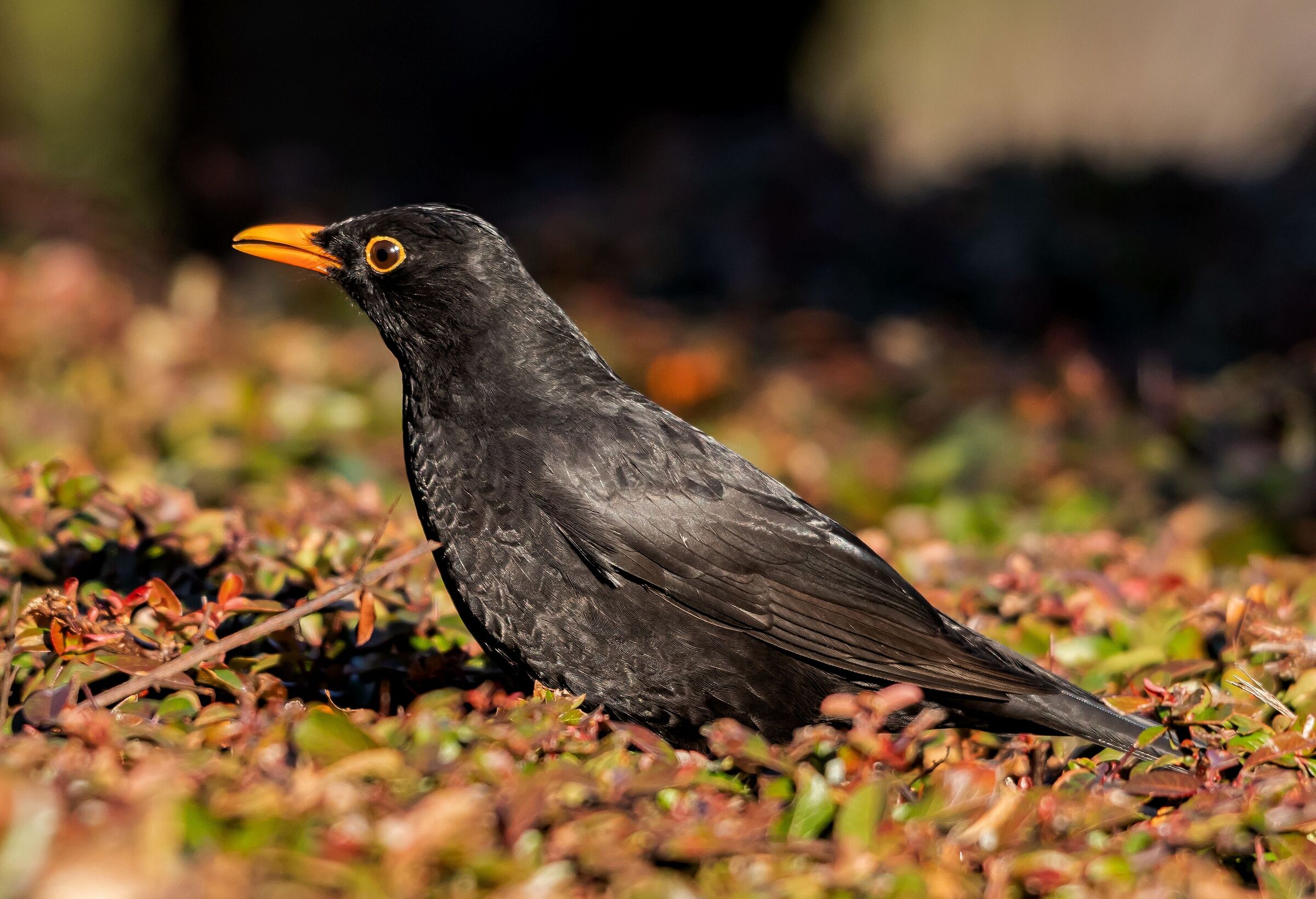 Male blackbam over hedge park entrance 26/01/2021