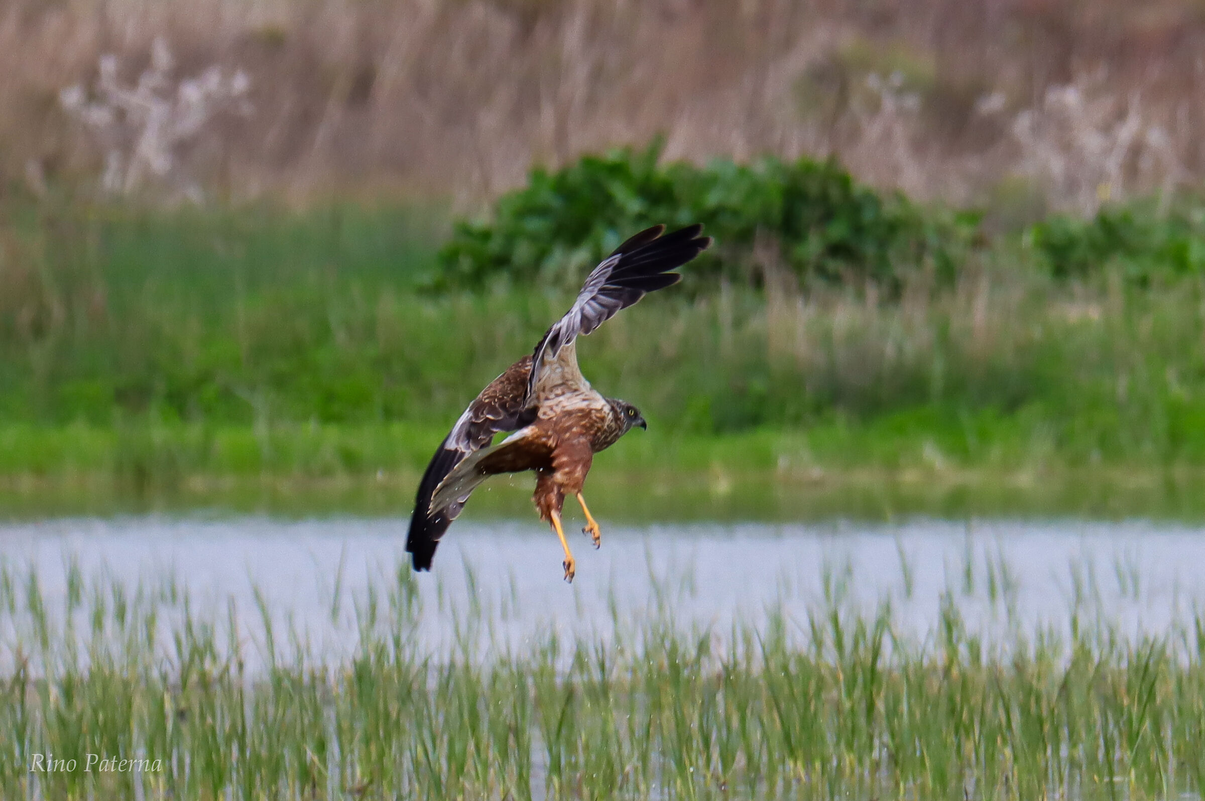 Marsh Falcon