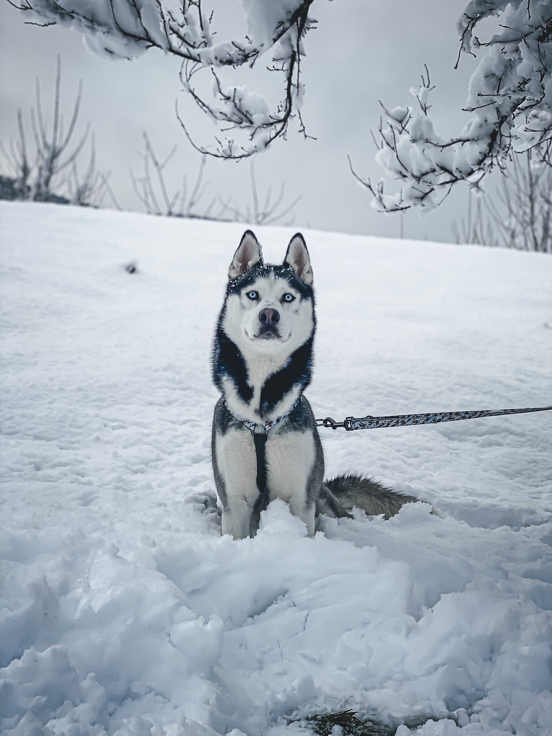 Spectre in the Snow