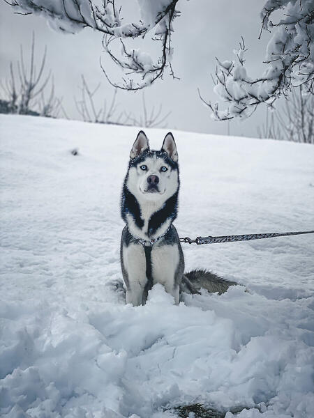 Foto