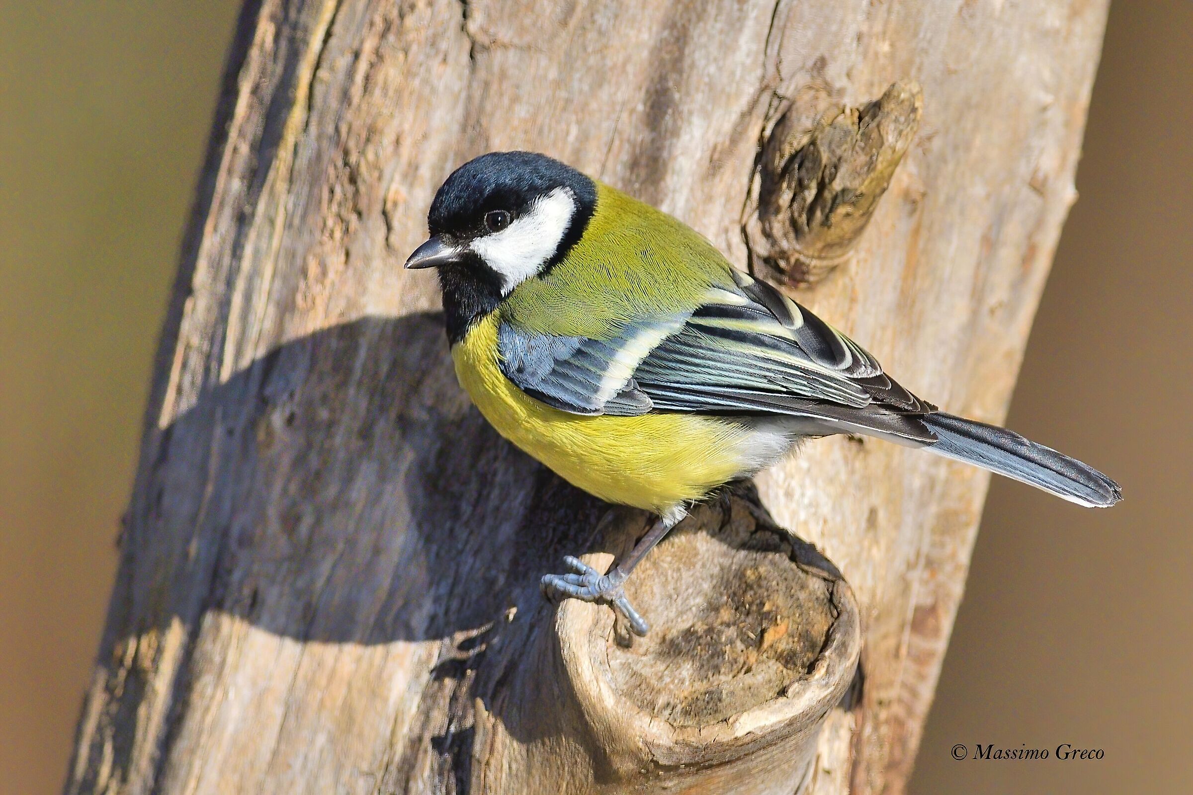 Cinciallegra (Parus major)