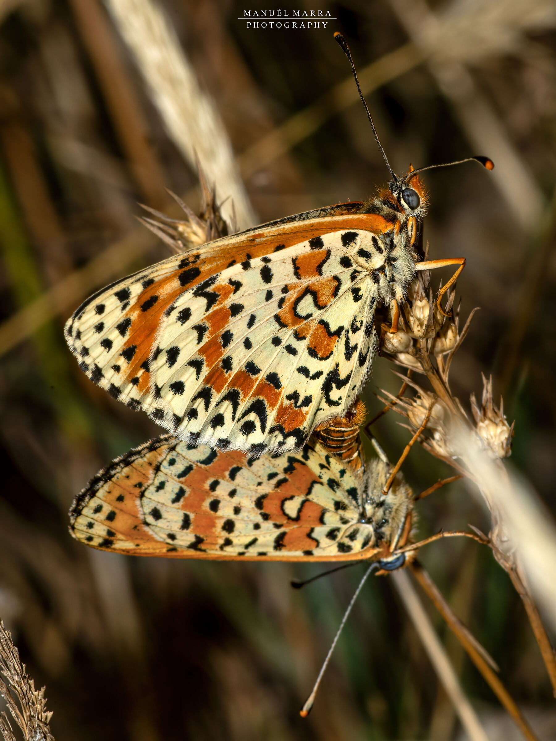 Melitaea didyma in mating