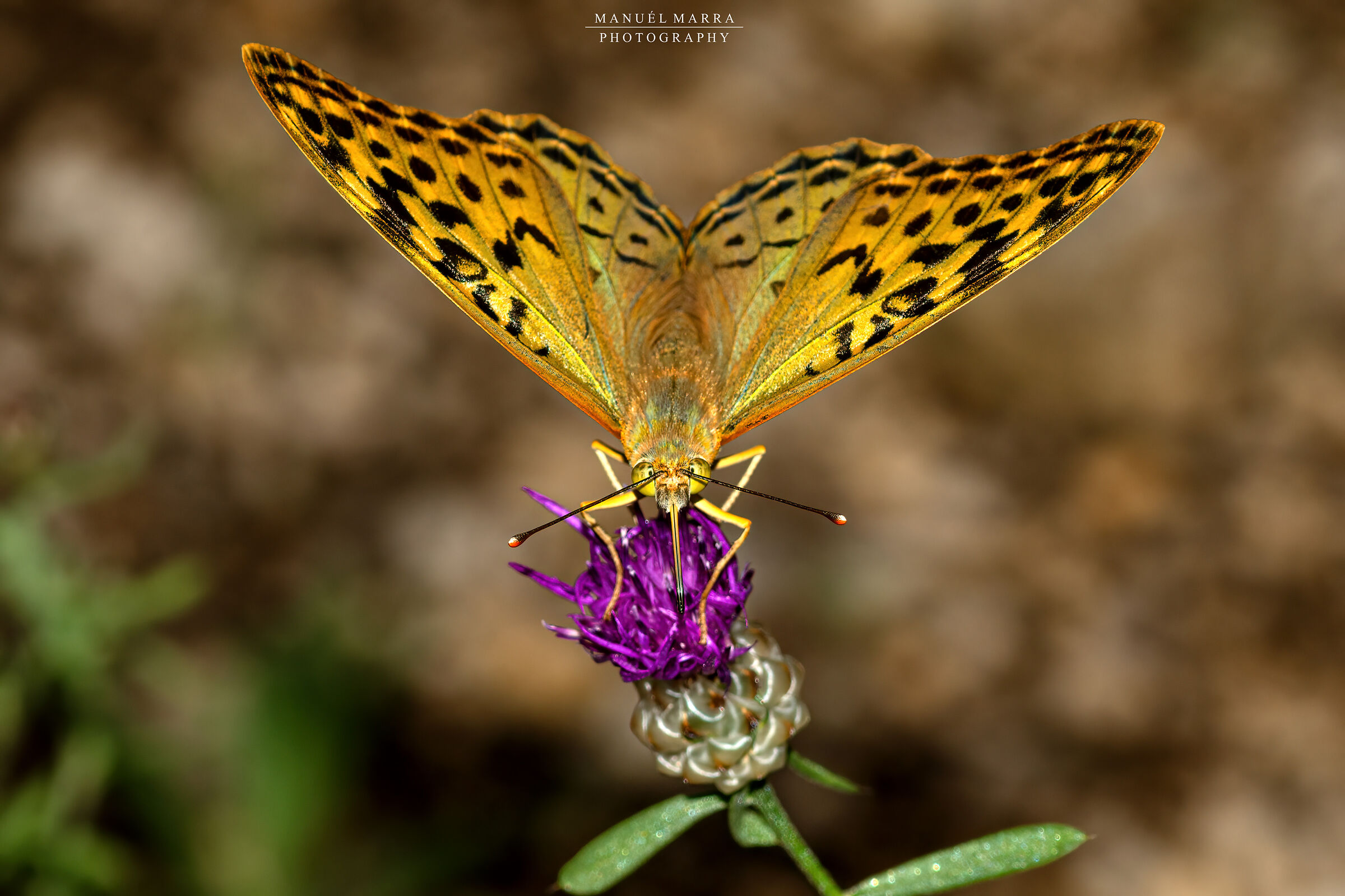 Argynnis pandora su Centaurea sp.