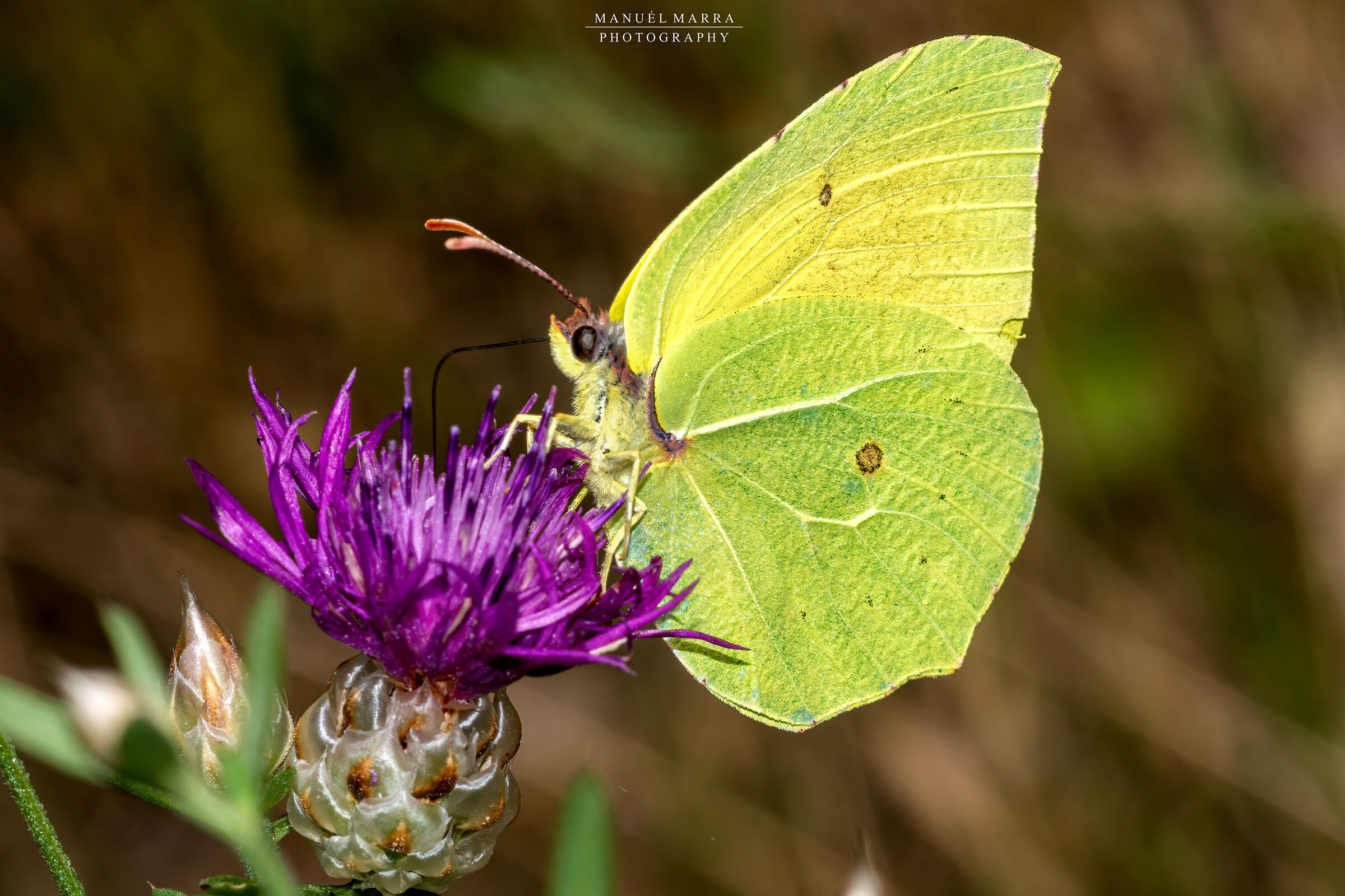 Gonepteryx cleopatra on Centaurea sp.