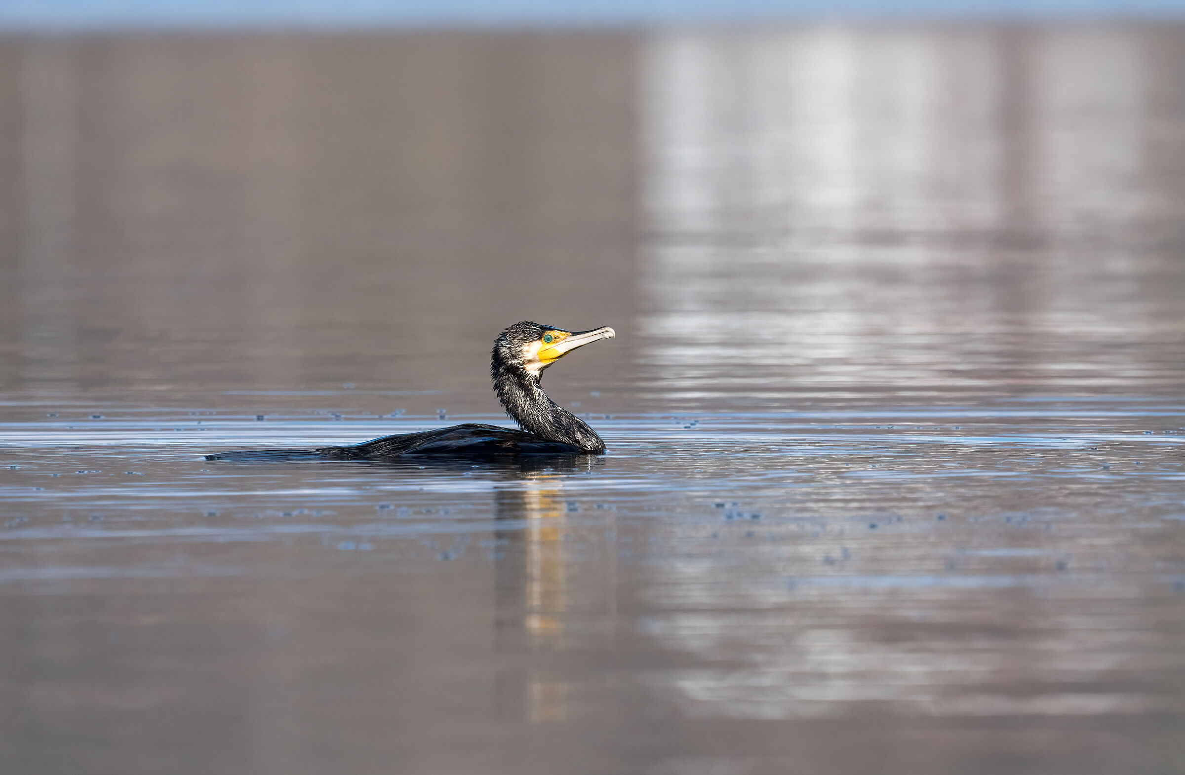 Cormorant