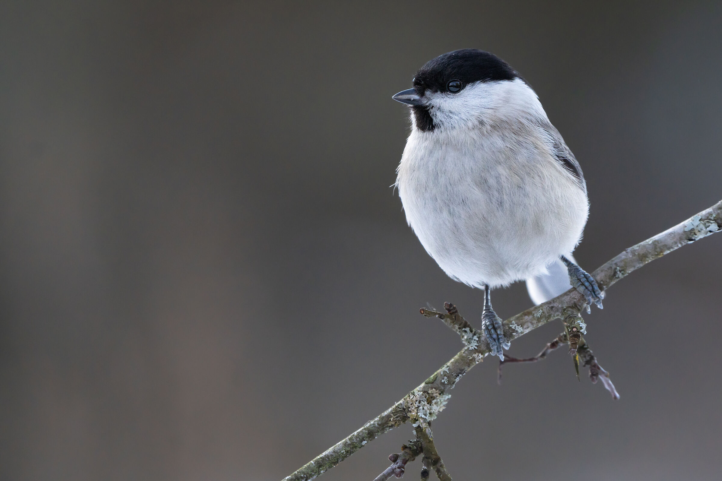 Marsh tit (Poecile palustris)