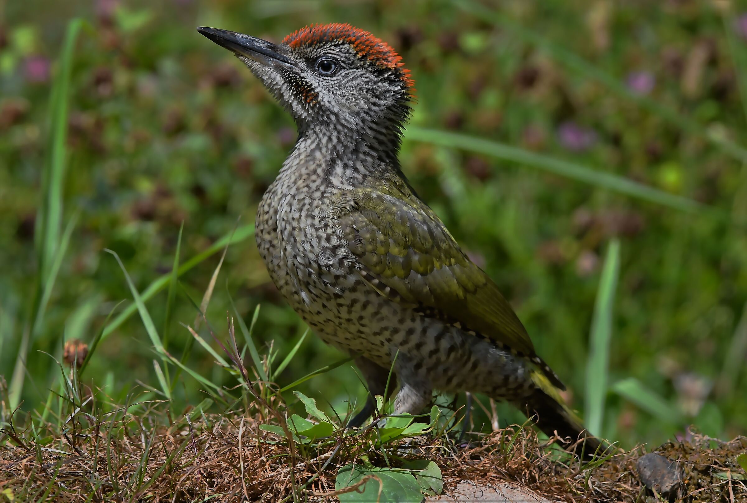 Small green woodpecker