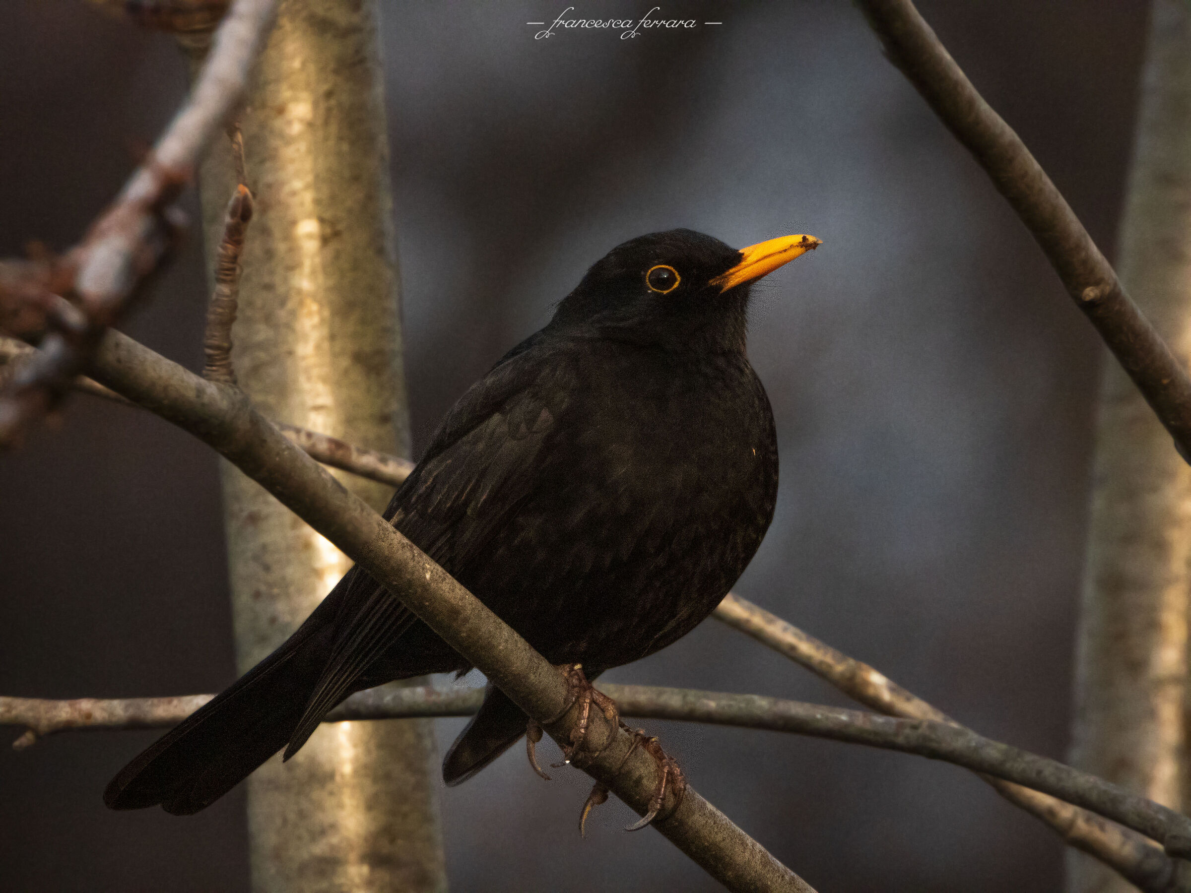 Merlo (Turdus Merula)_2