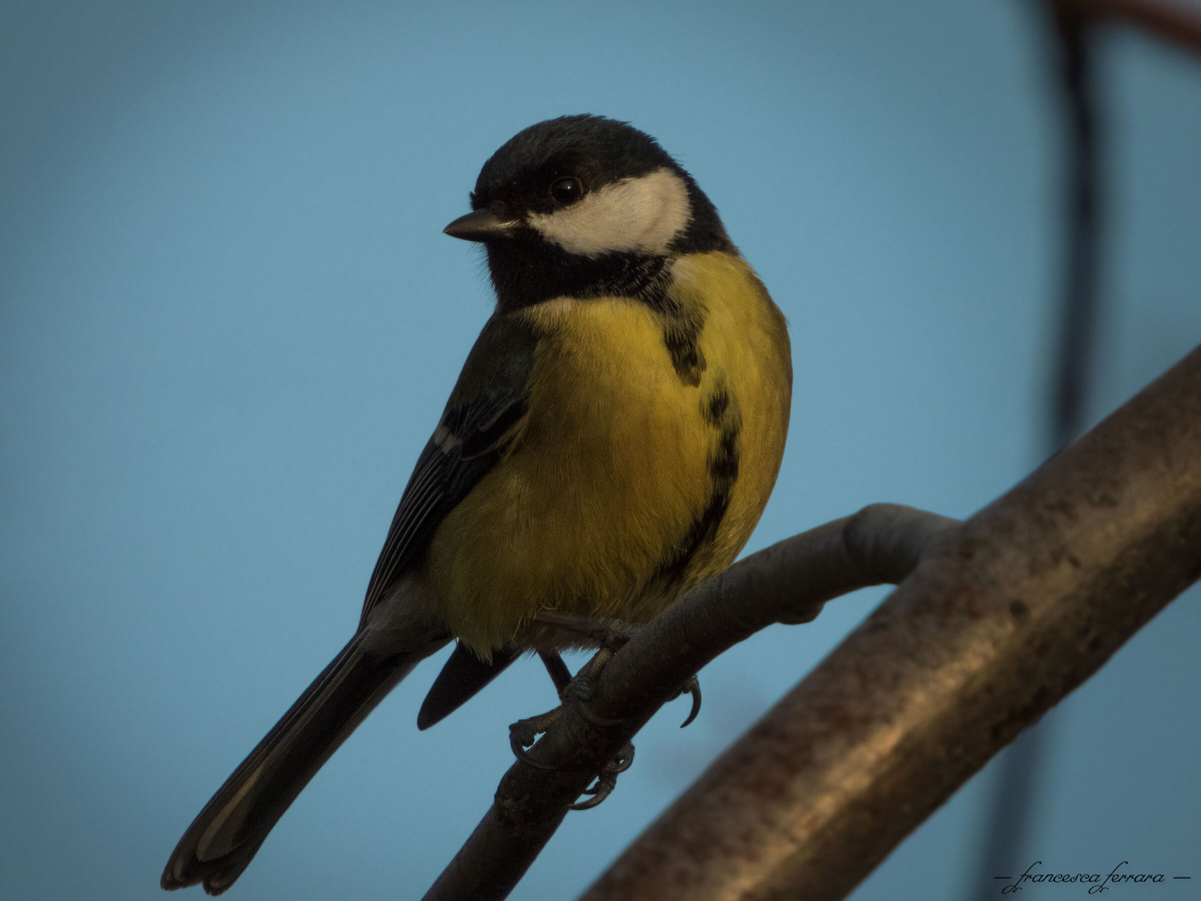 Cinciallegra (Parus Major)_3