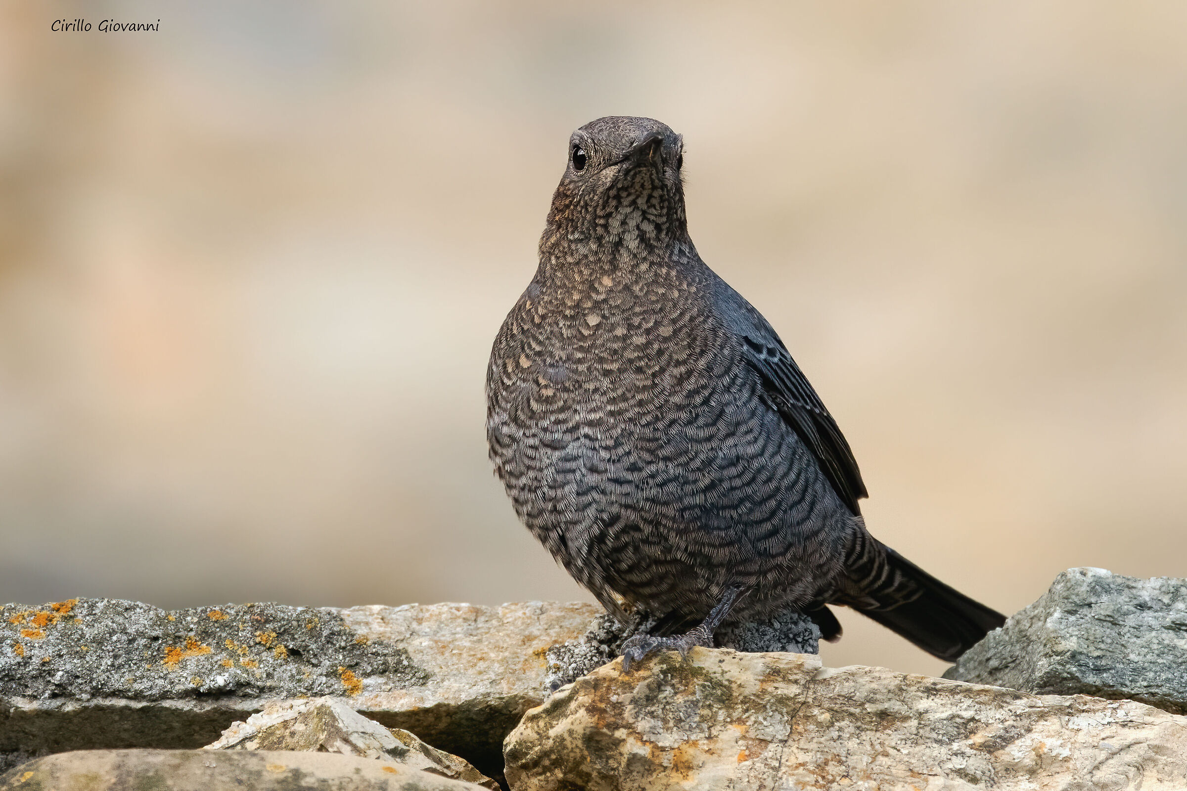 passero solitario femmina