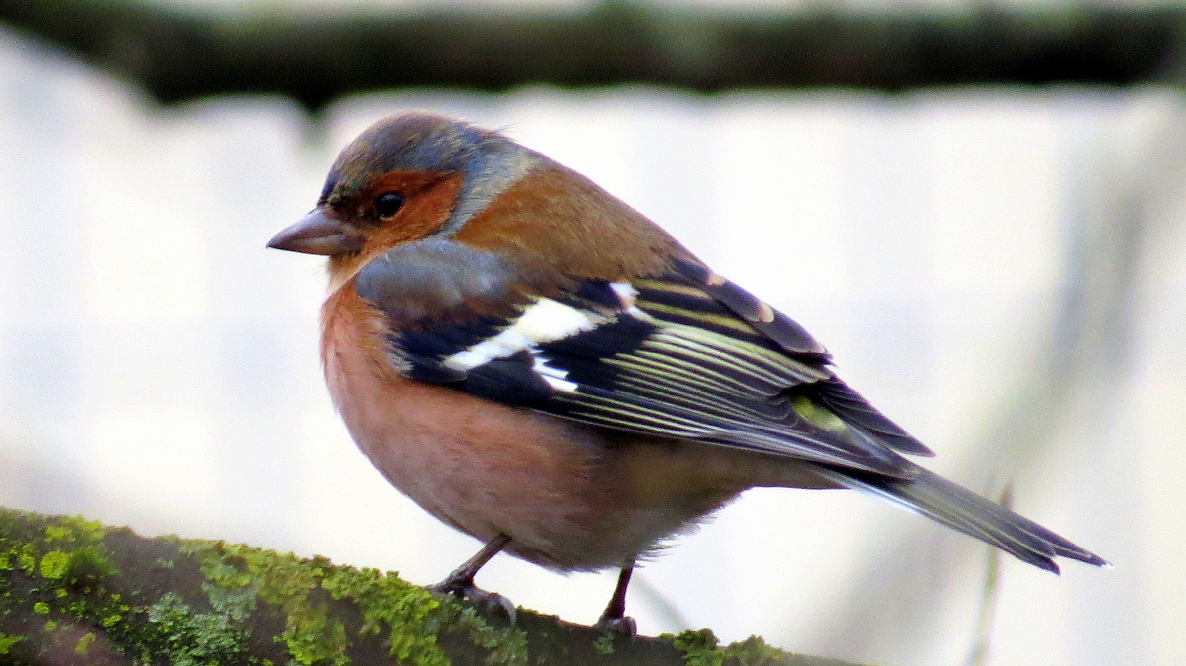 Chaffinch