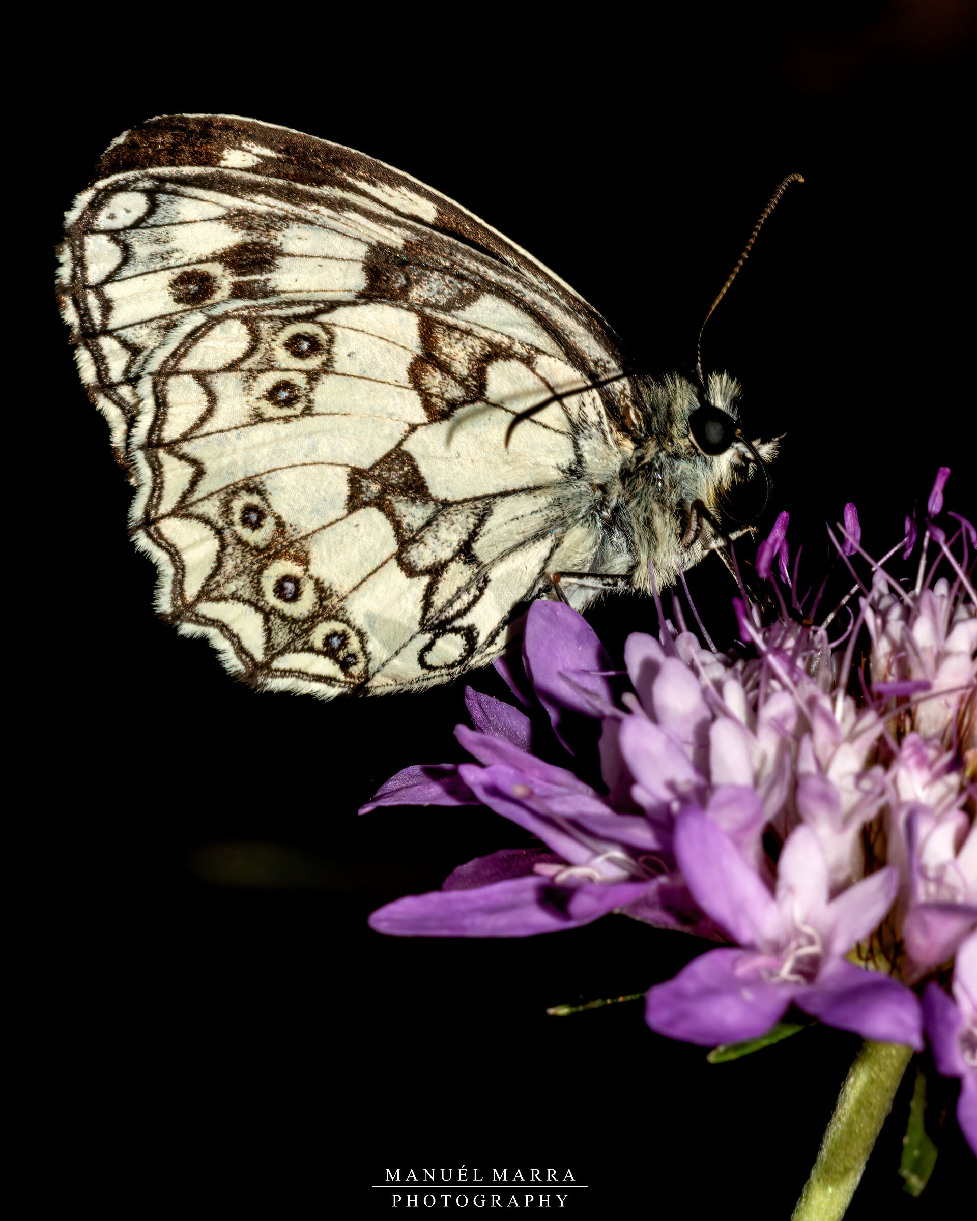Galathea melanargia