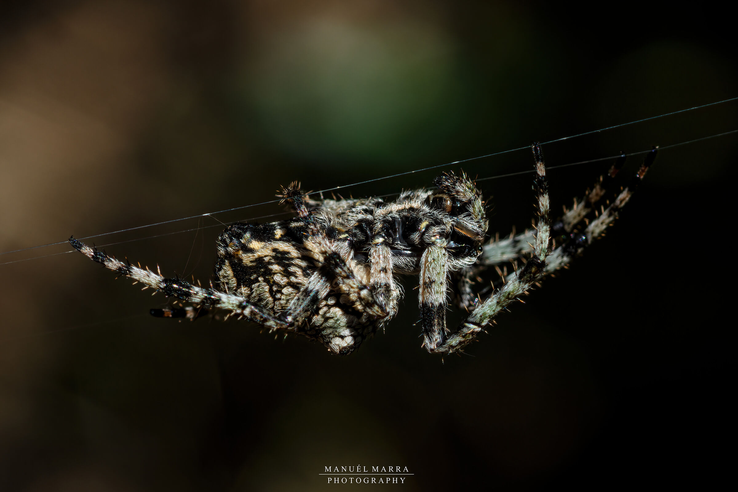 A beautiful Araneus sp.