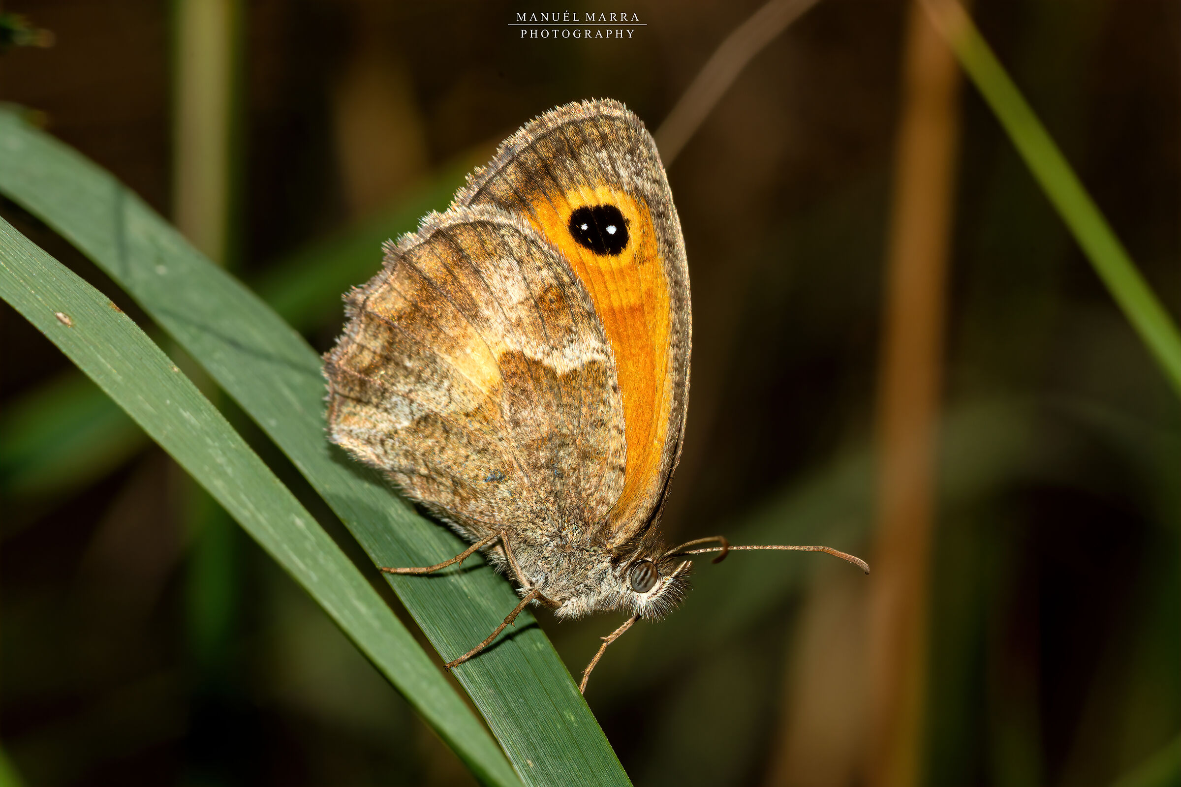 Cecilia's pyronia
