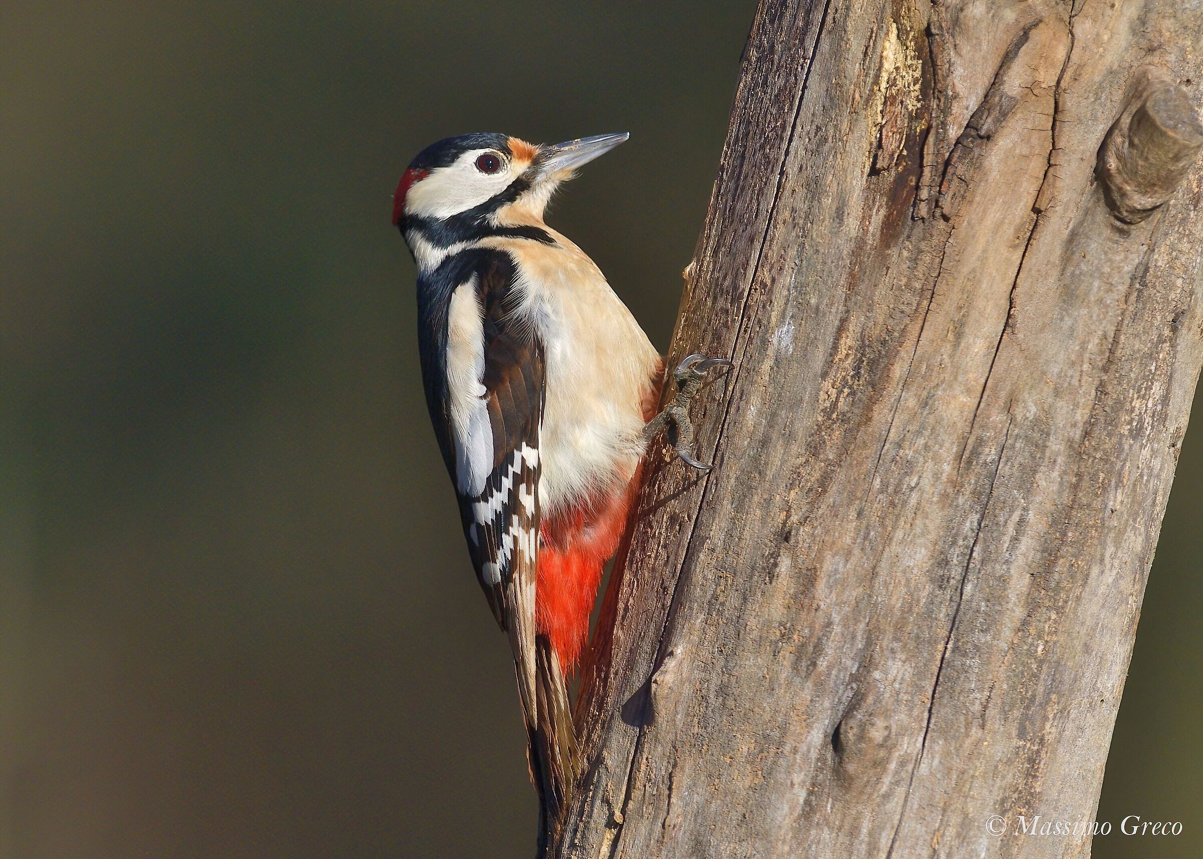 Major Red Woodpecker (Dendrocopos major)
