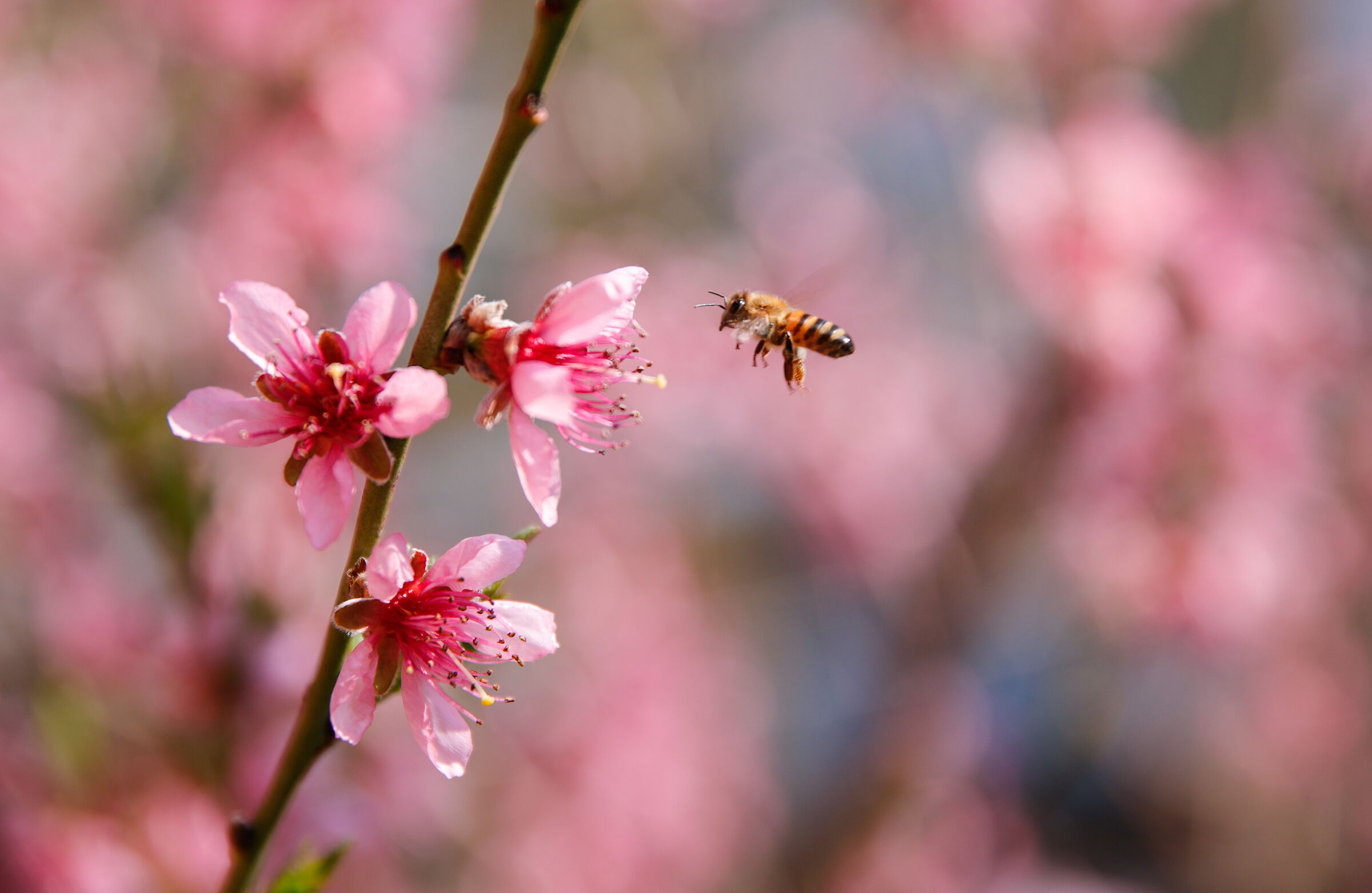 aspettando la primavera un dolce ricordo