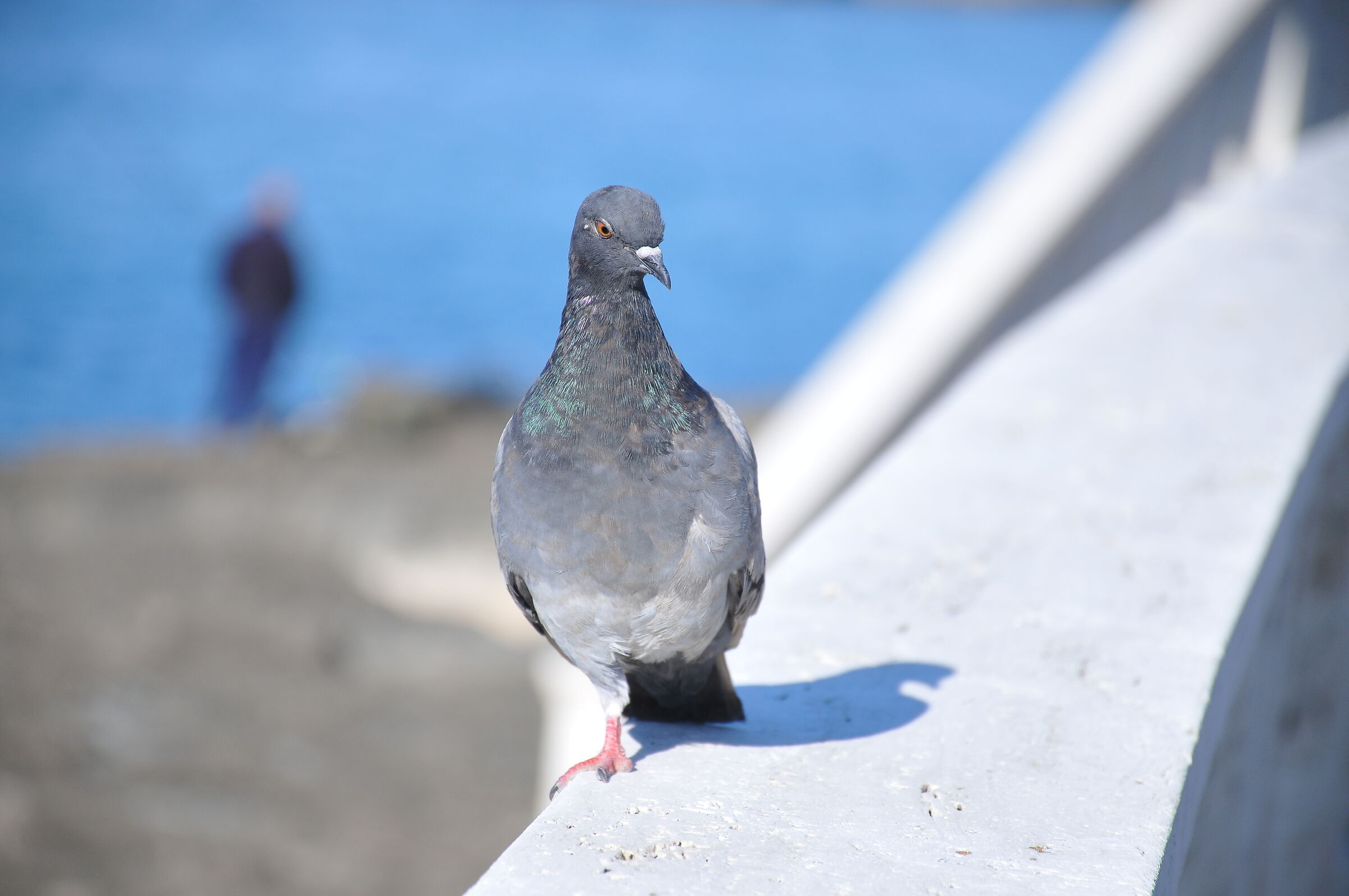 Pigeon