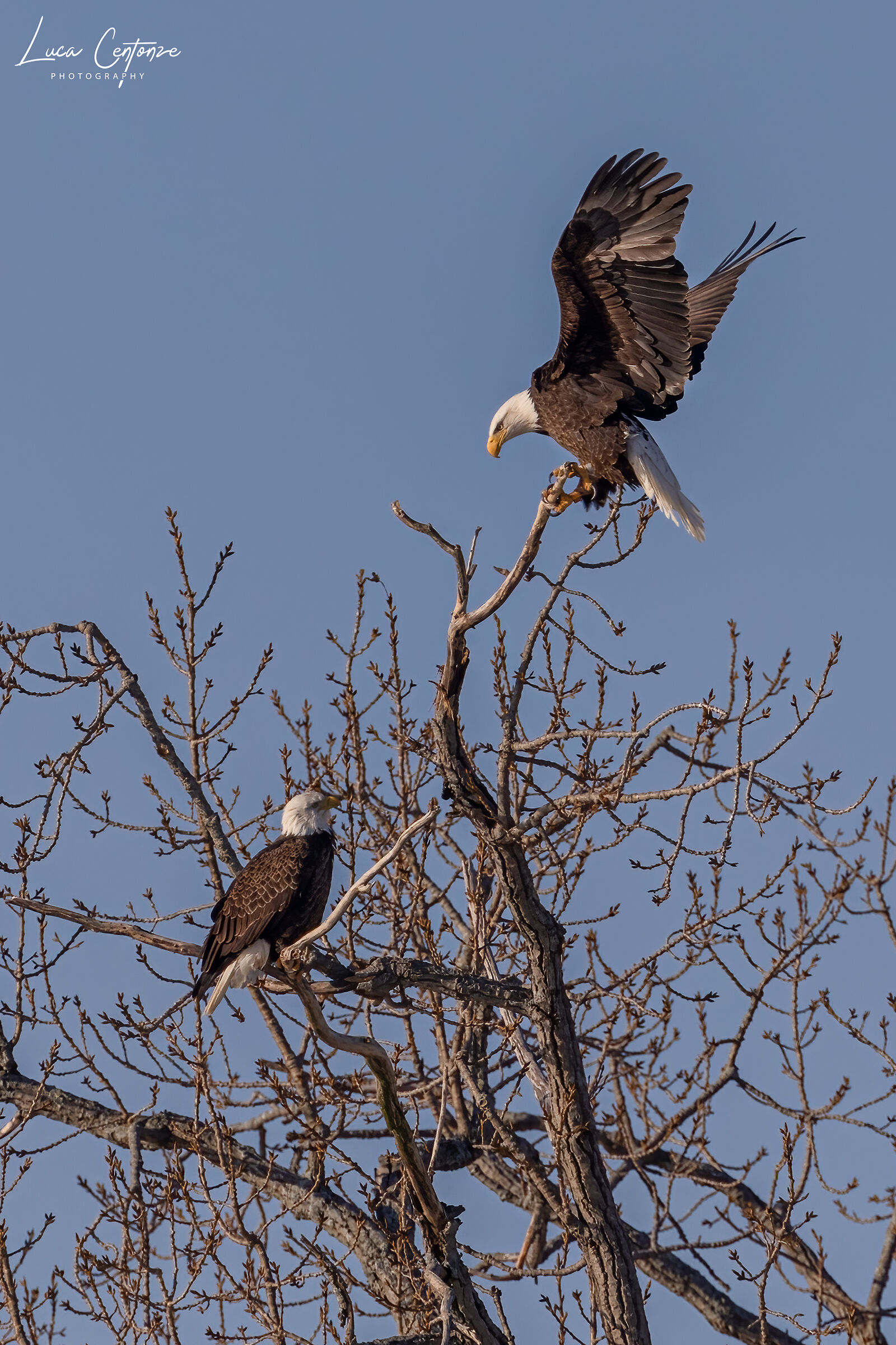 Aquila di mare testabianca (Haliaeetus leucocephalus)