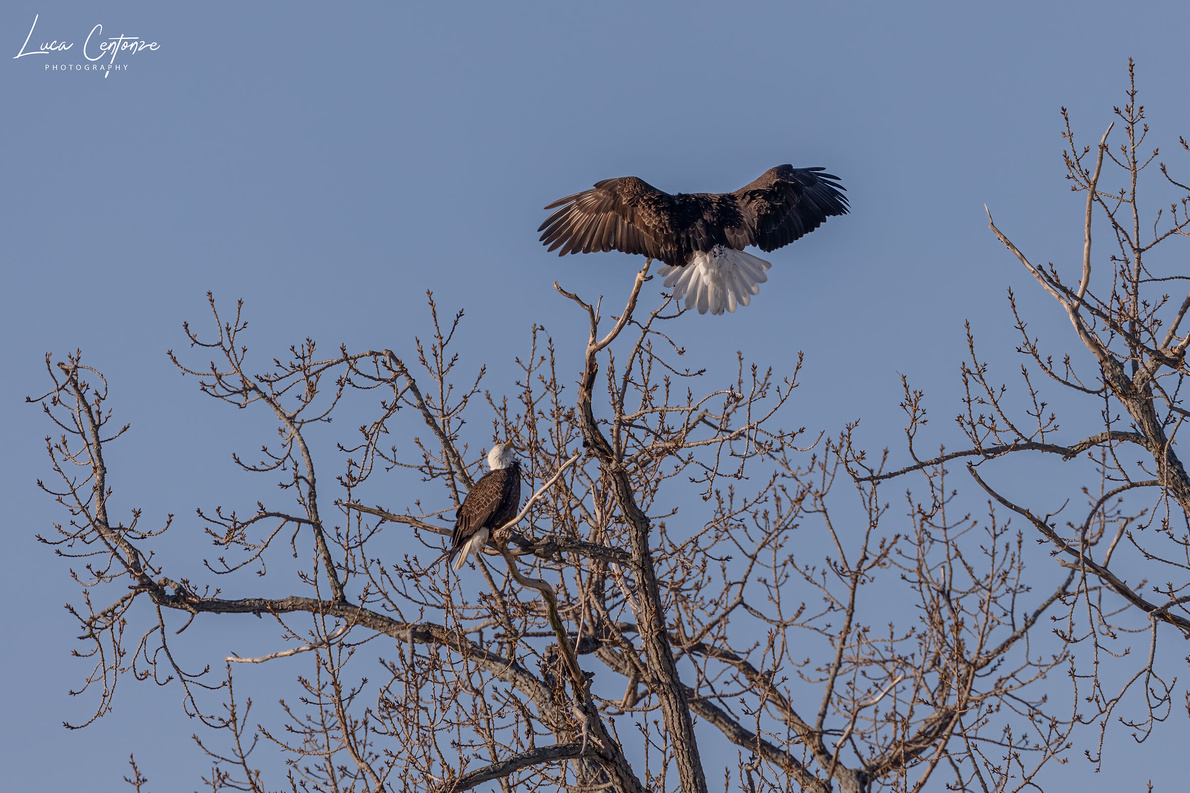 Bald Eagle (Haliaeetus leucocephalus)