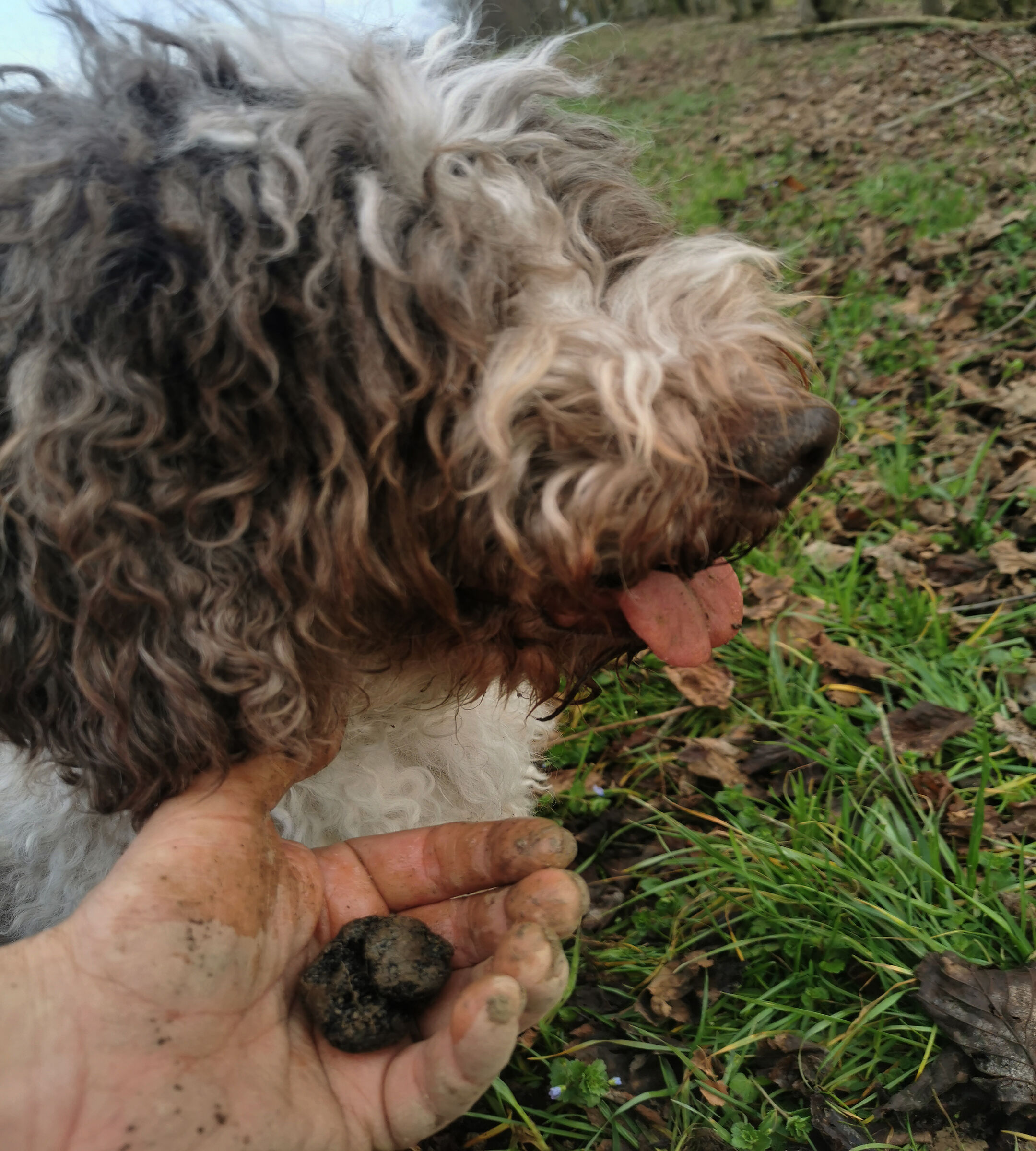 The last truffle by the old dog