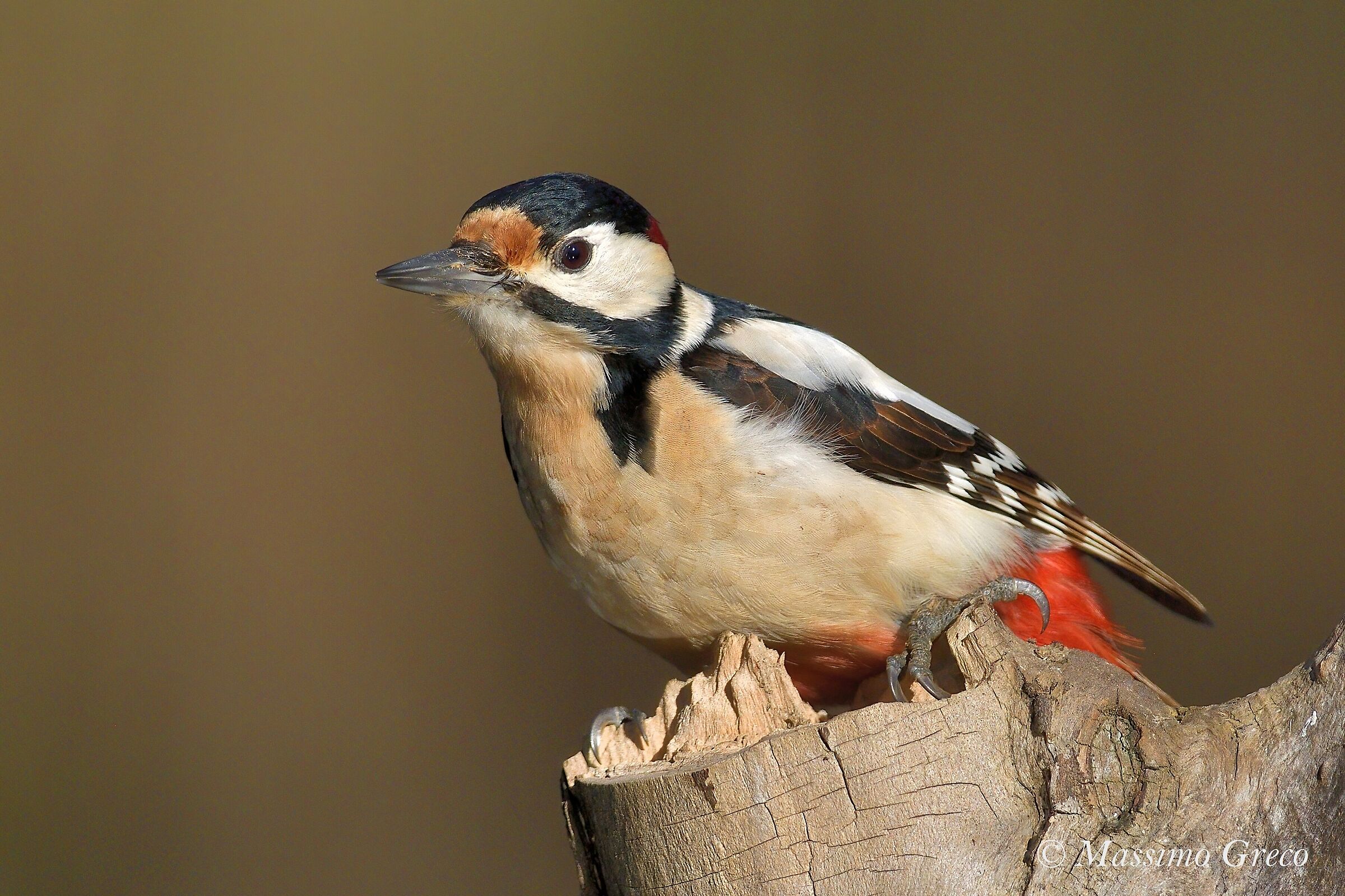 Picchio rosso maggiore (Dendrocopos major)