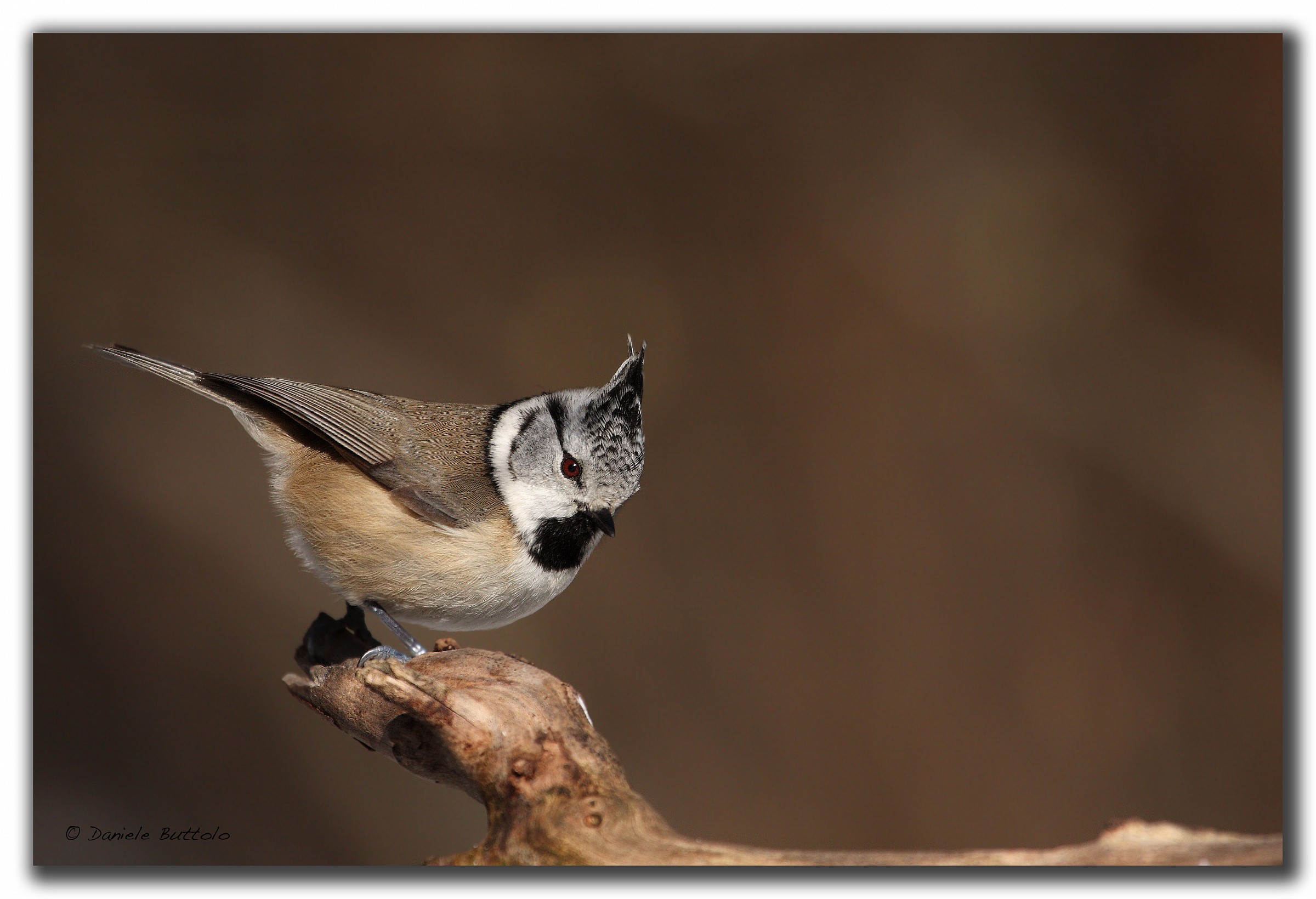 sempre lei...dal ciuffo