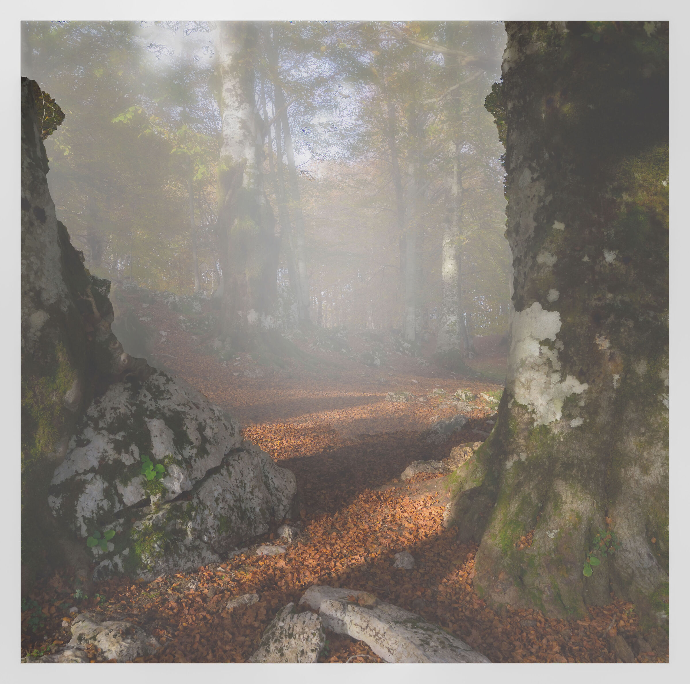 C'era una volta un bosco