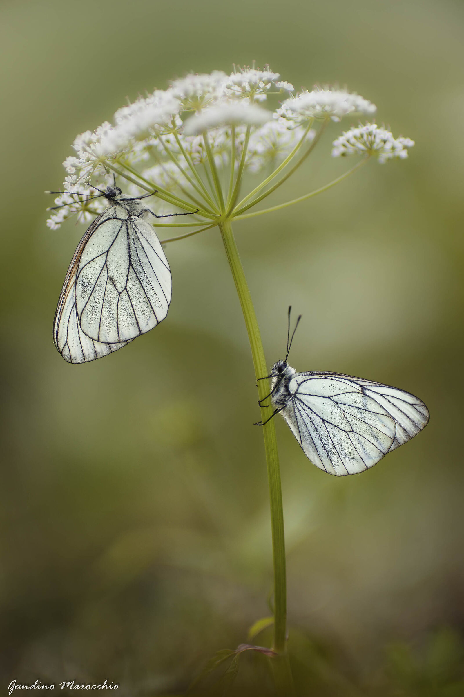 Un ombrello  per due (Aporia crataegi)