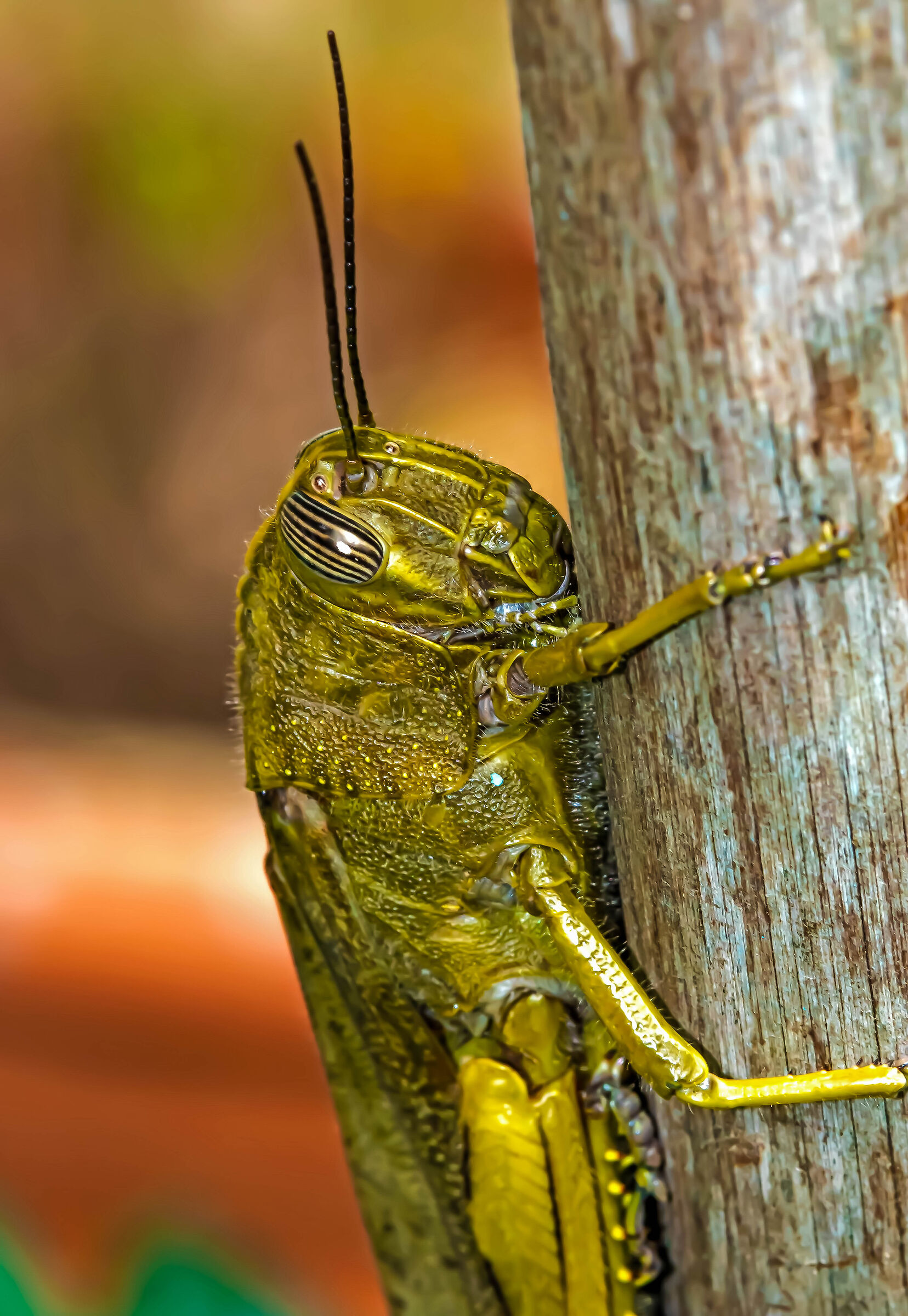 Particolare di una Cavalletta