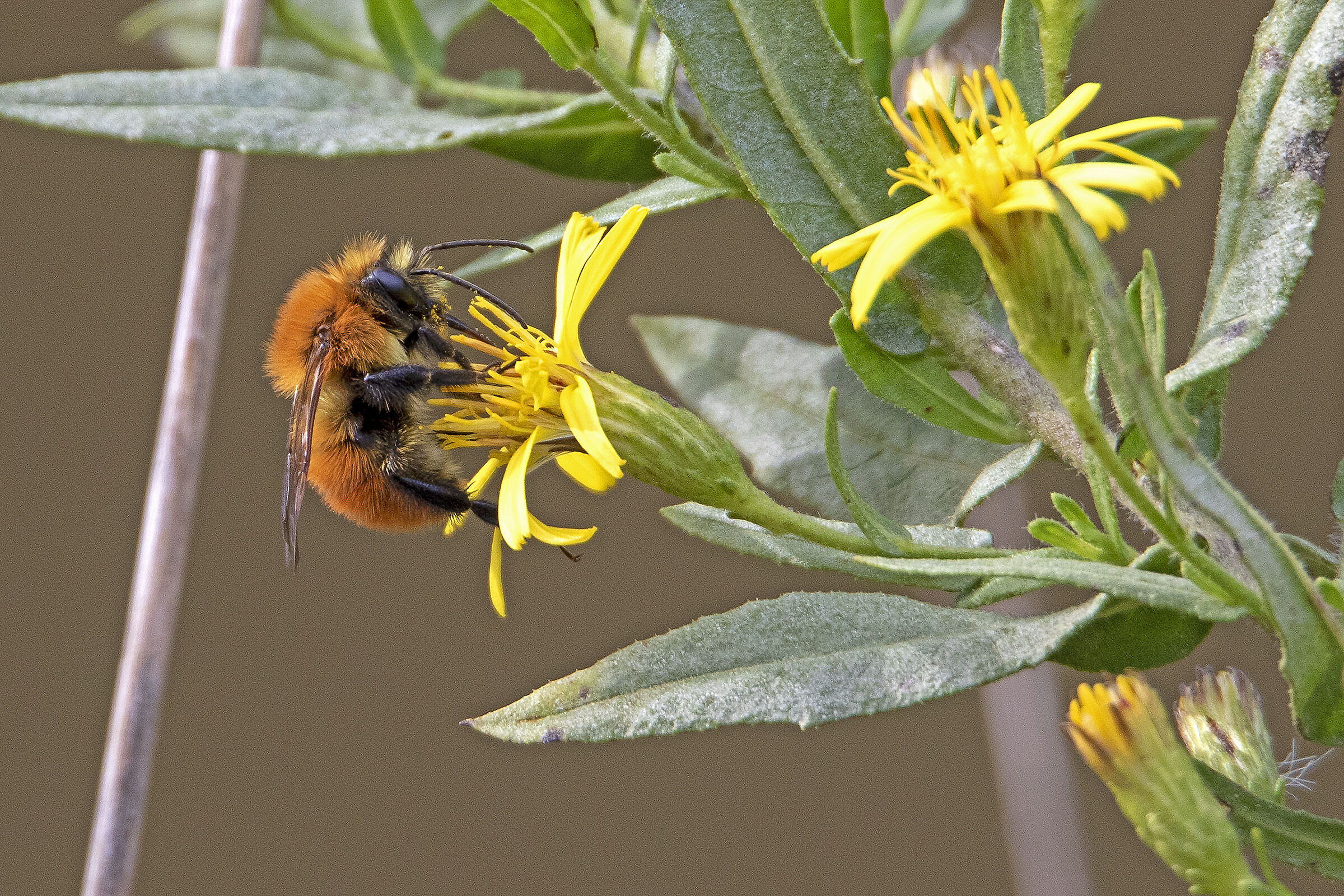 Bombo con Sigma 150/600 sport