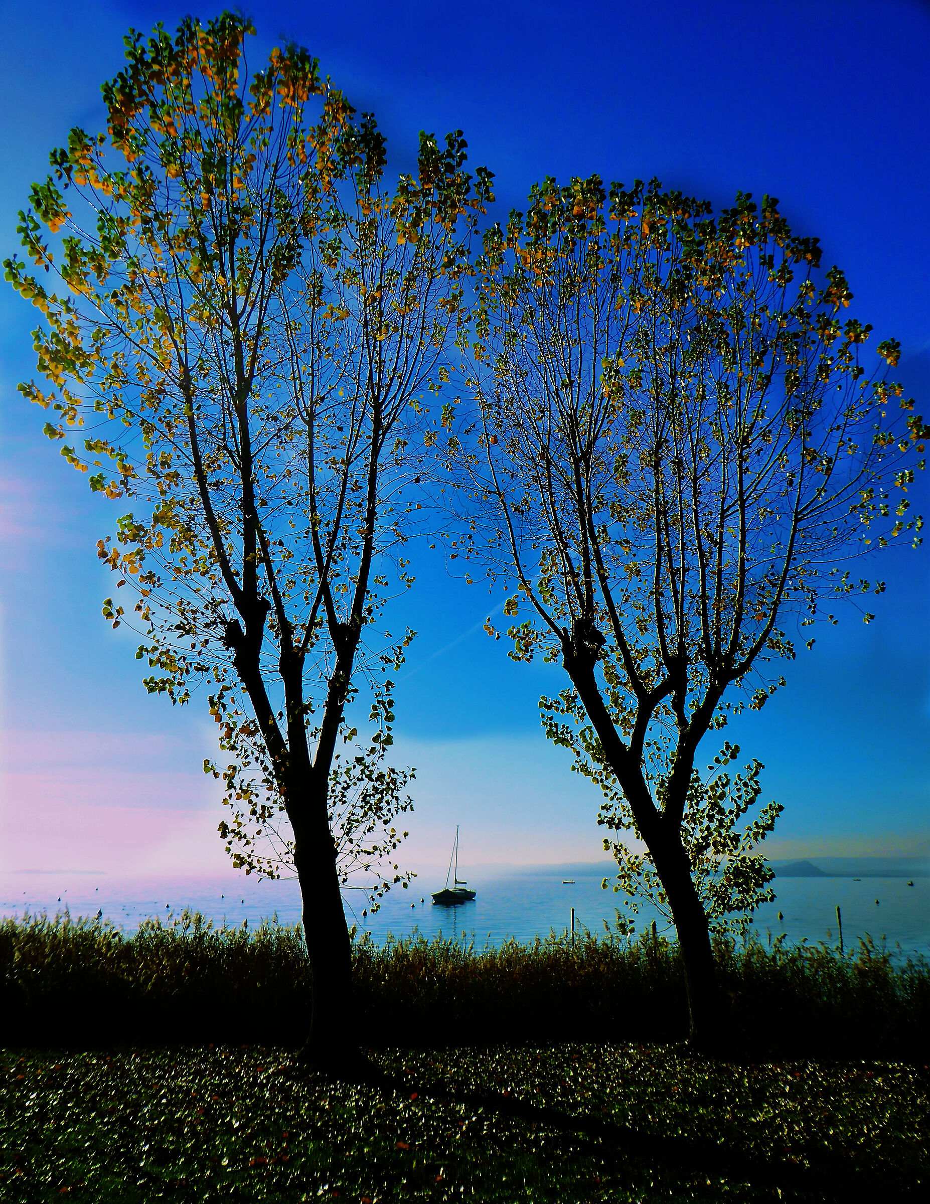 Trees