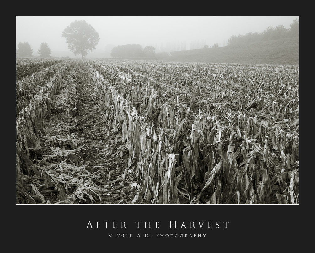After the Harvest