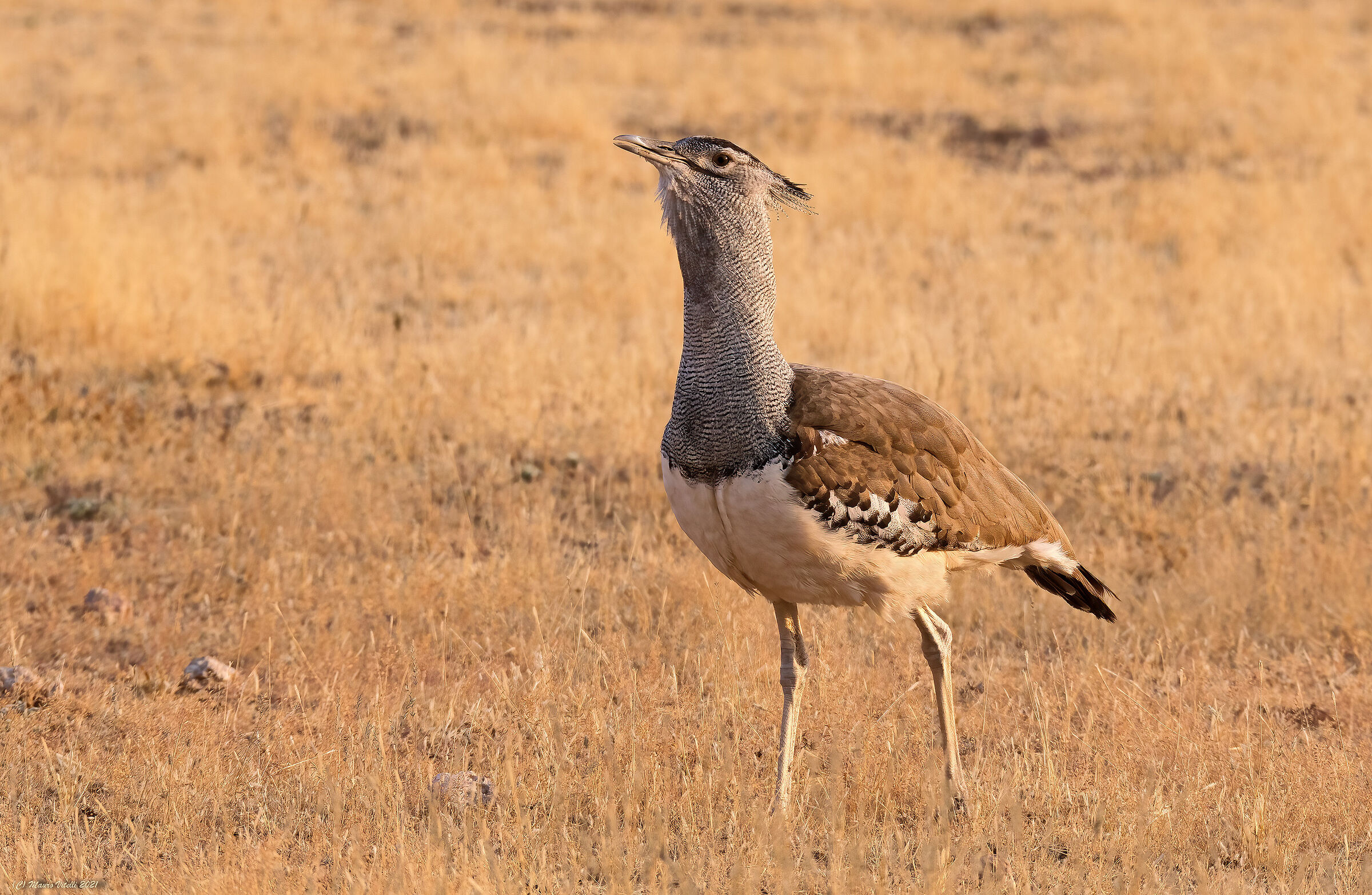 Kori Bustard (Kalahari Botswana)