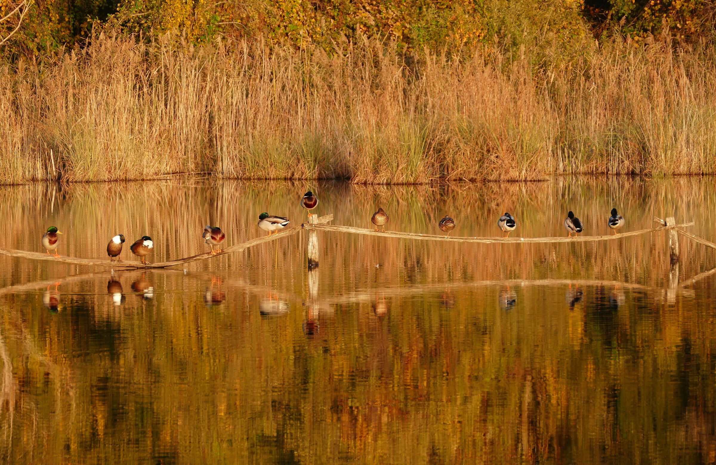 Oasis Lipu-lago di Massaciuccoli