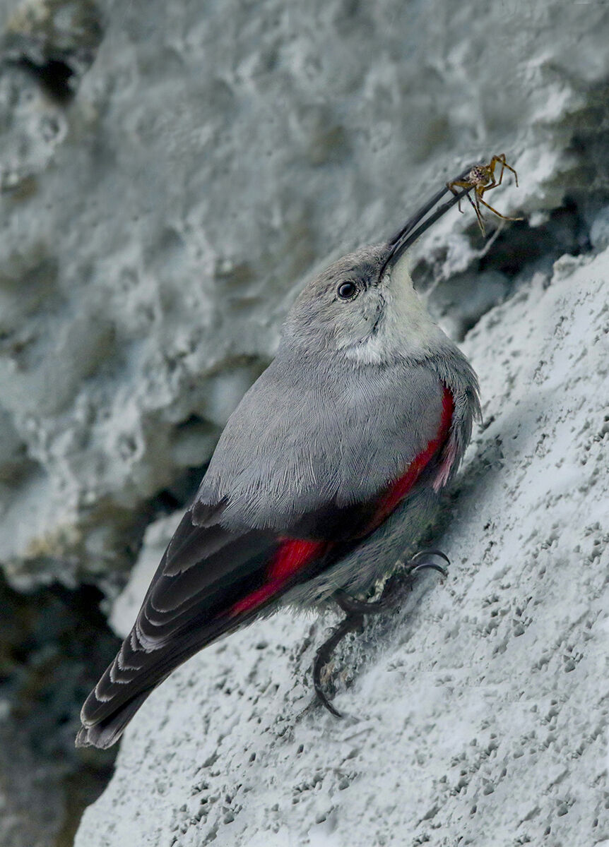 la preda del picchio muraiolo