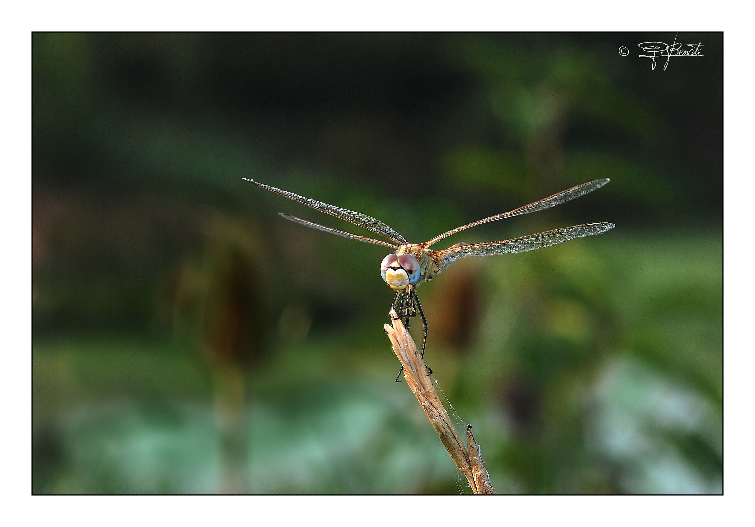 Biplane