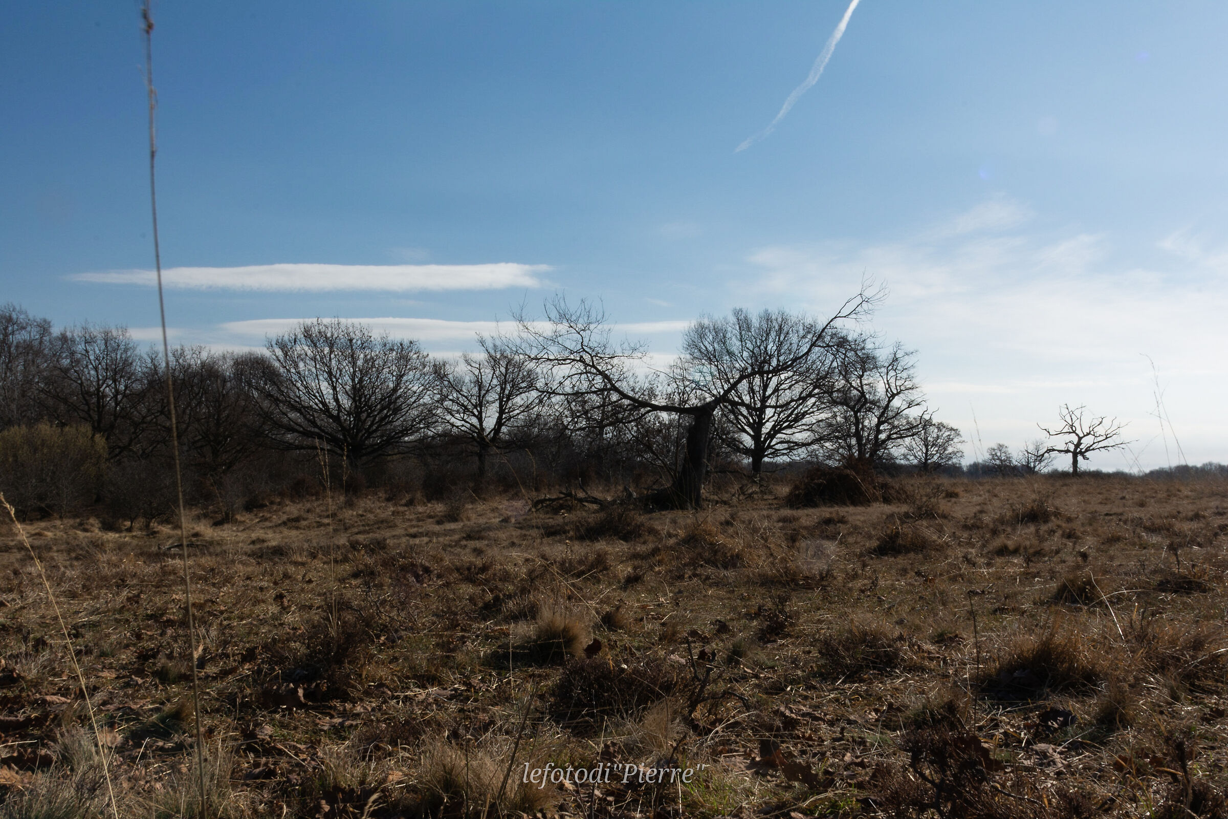 Trees of a time that was