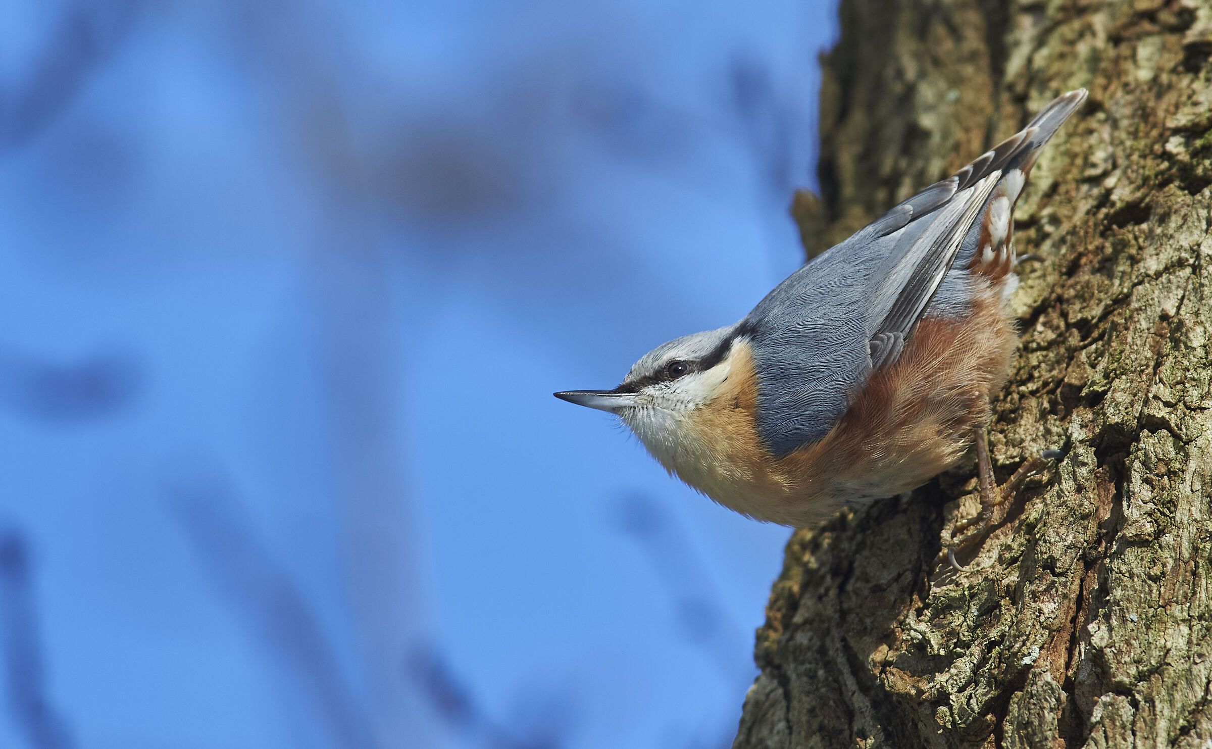 Nuthatč
