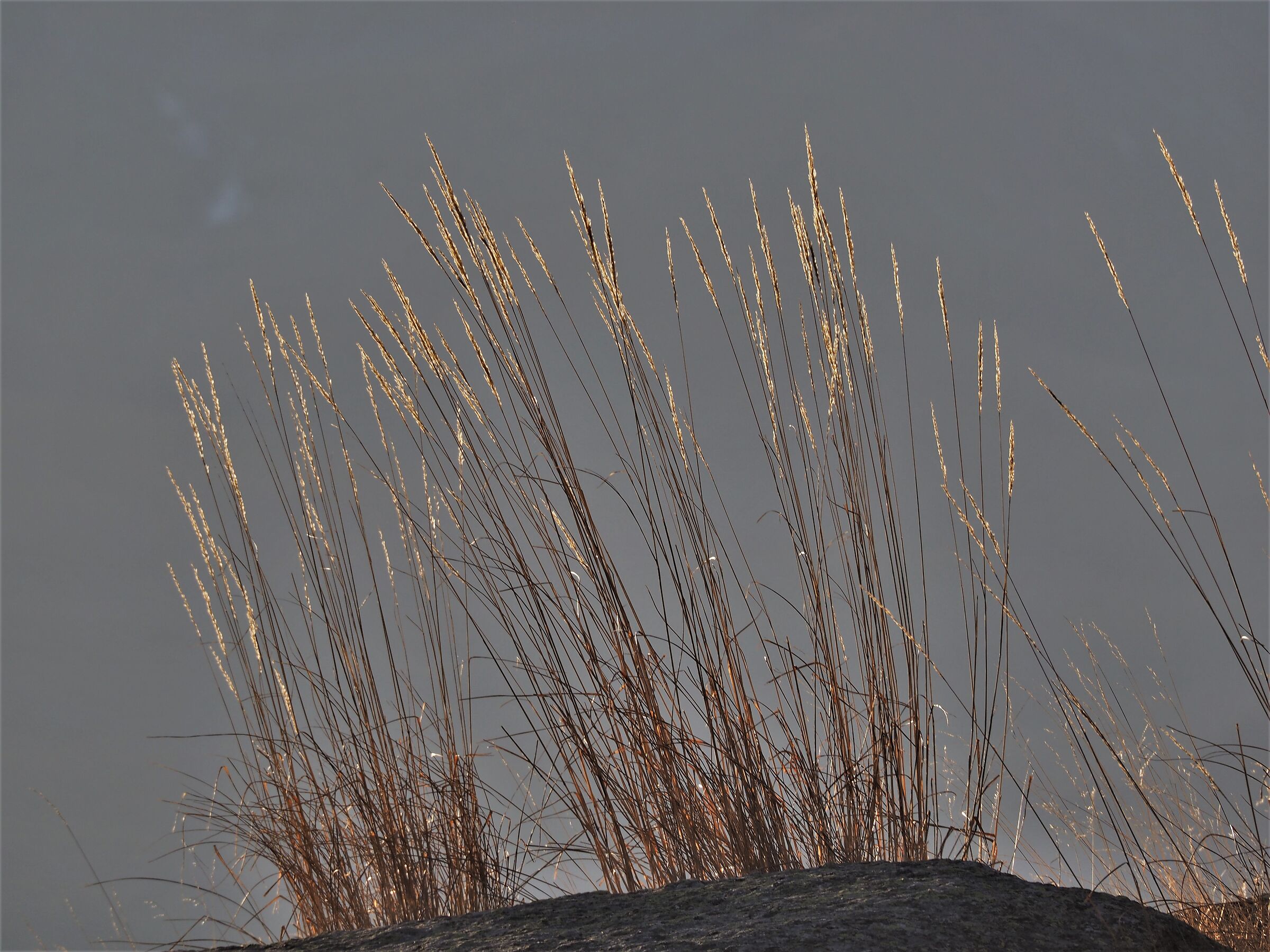 Melica ciliata at sunset