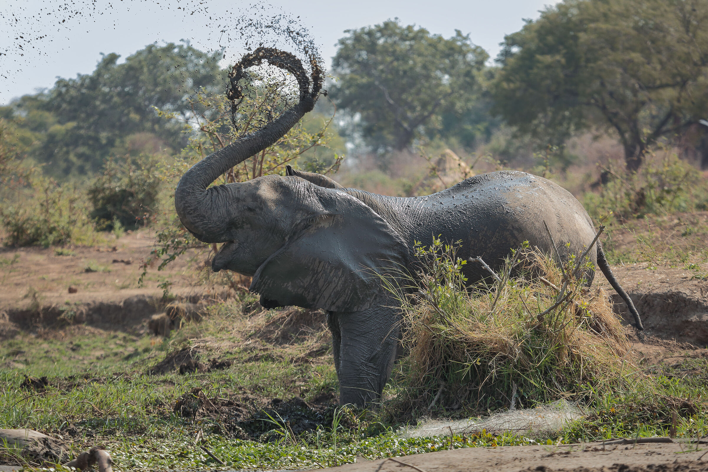 South Luangwa National Park