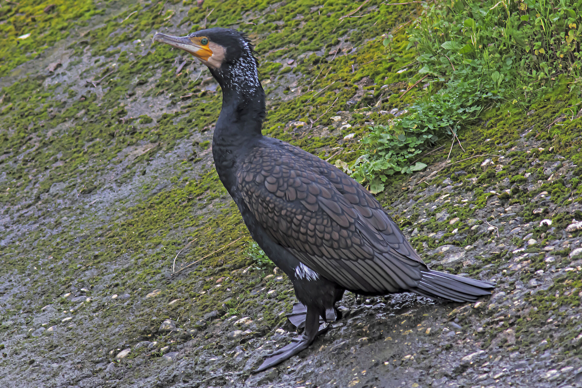 Cormorano con nuovo 400mm f 5.6 + Sigma tc-1401