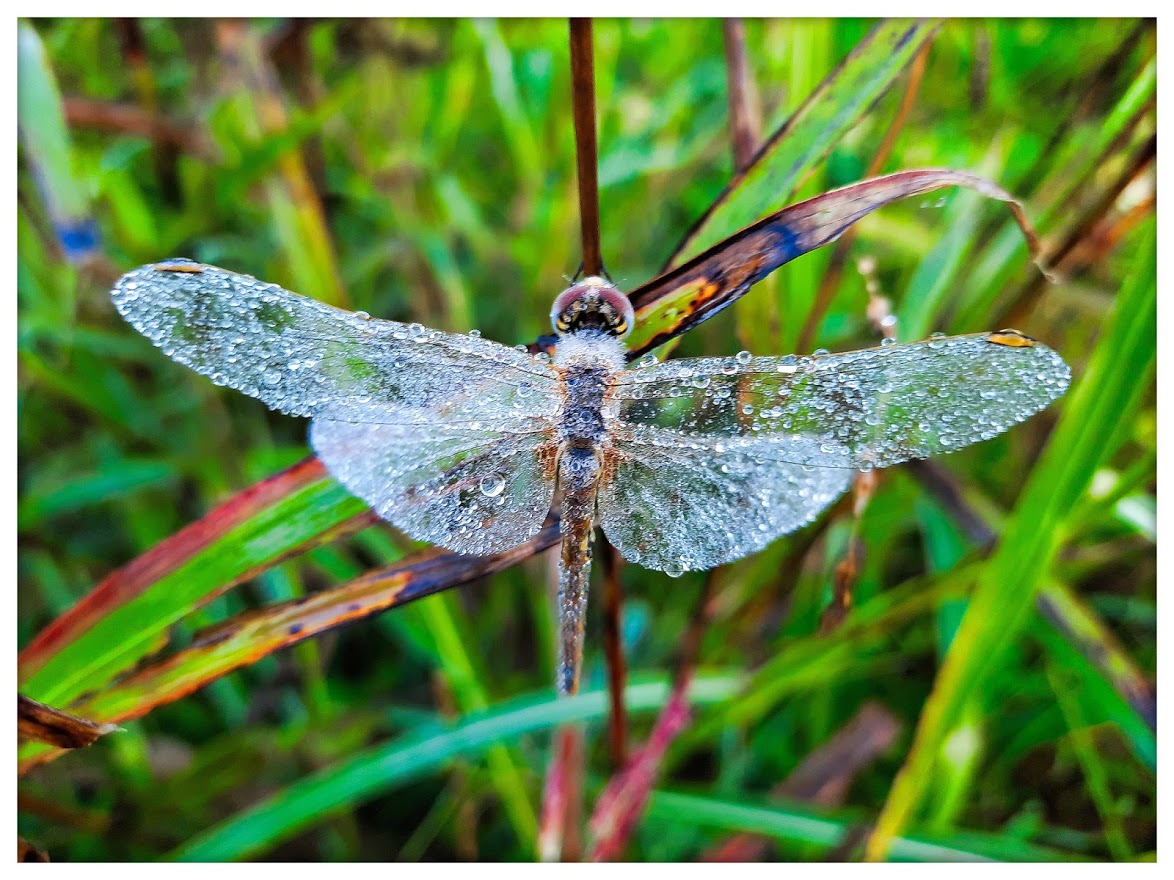 Libellula