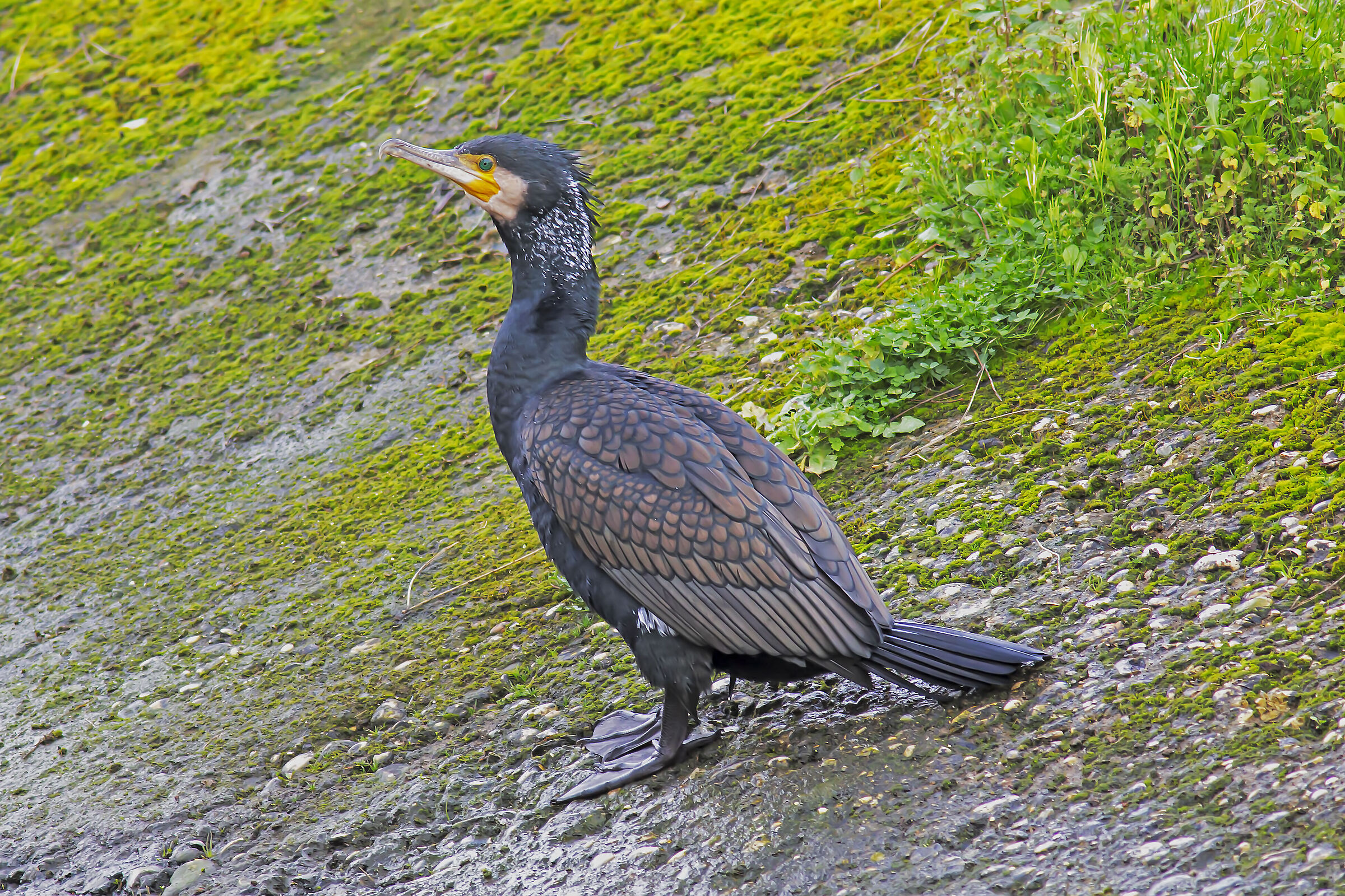 Cormorano con nuovo 400mm f 5.6